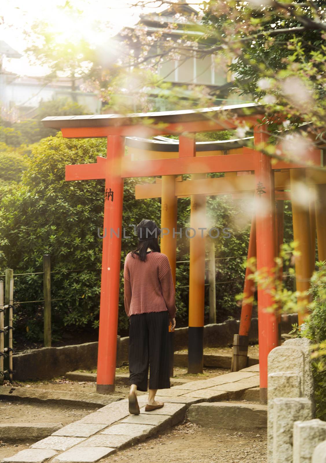 Woman walking at the entrance of a tunnel of red Torii portal in the Shintoist Nezu shrine of the 18th century in Tokyo with its cherry blossoms around.