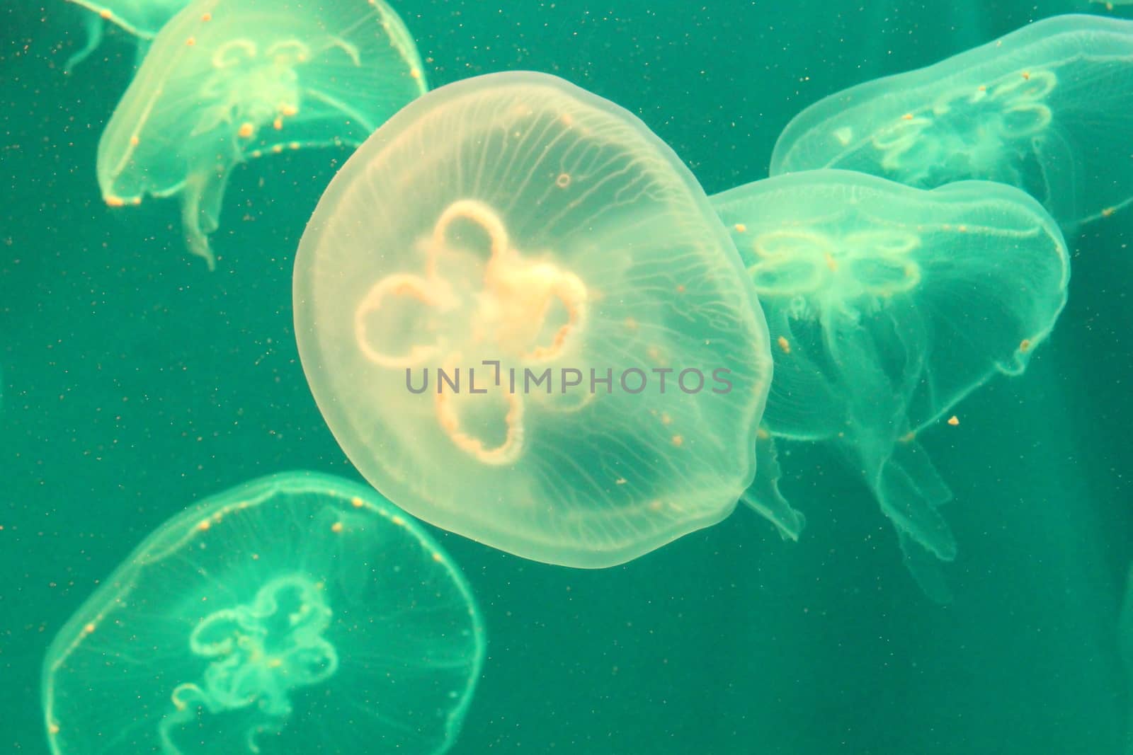 Jellyfish in the sea illuminated lights