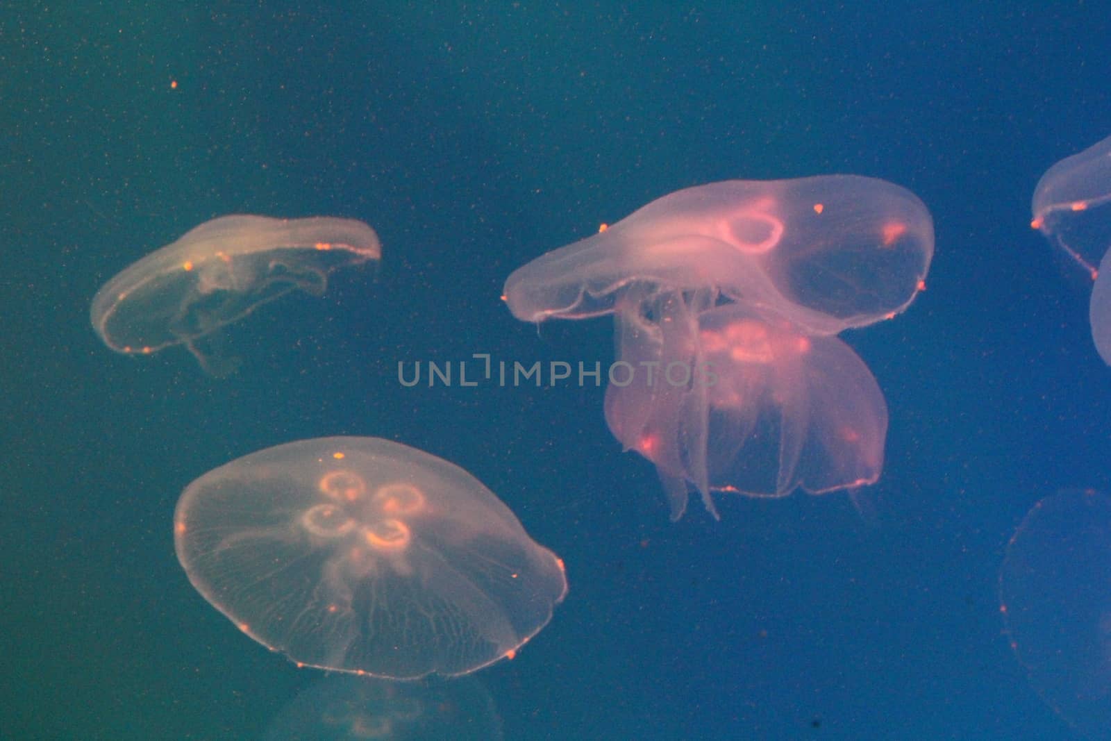 Large jellyfish in blue, clear sea water.