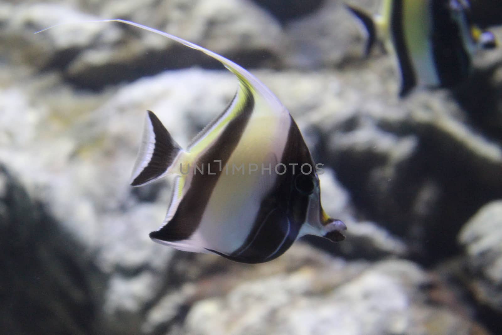 Fish striped angelfish in the water of the aquarium.