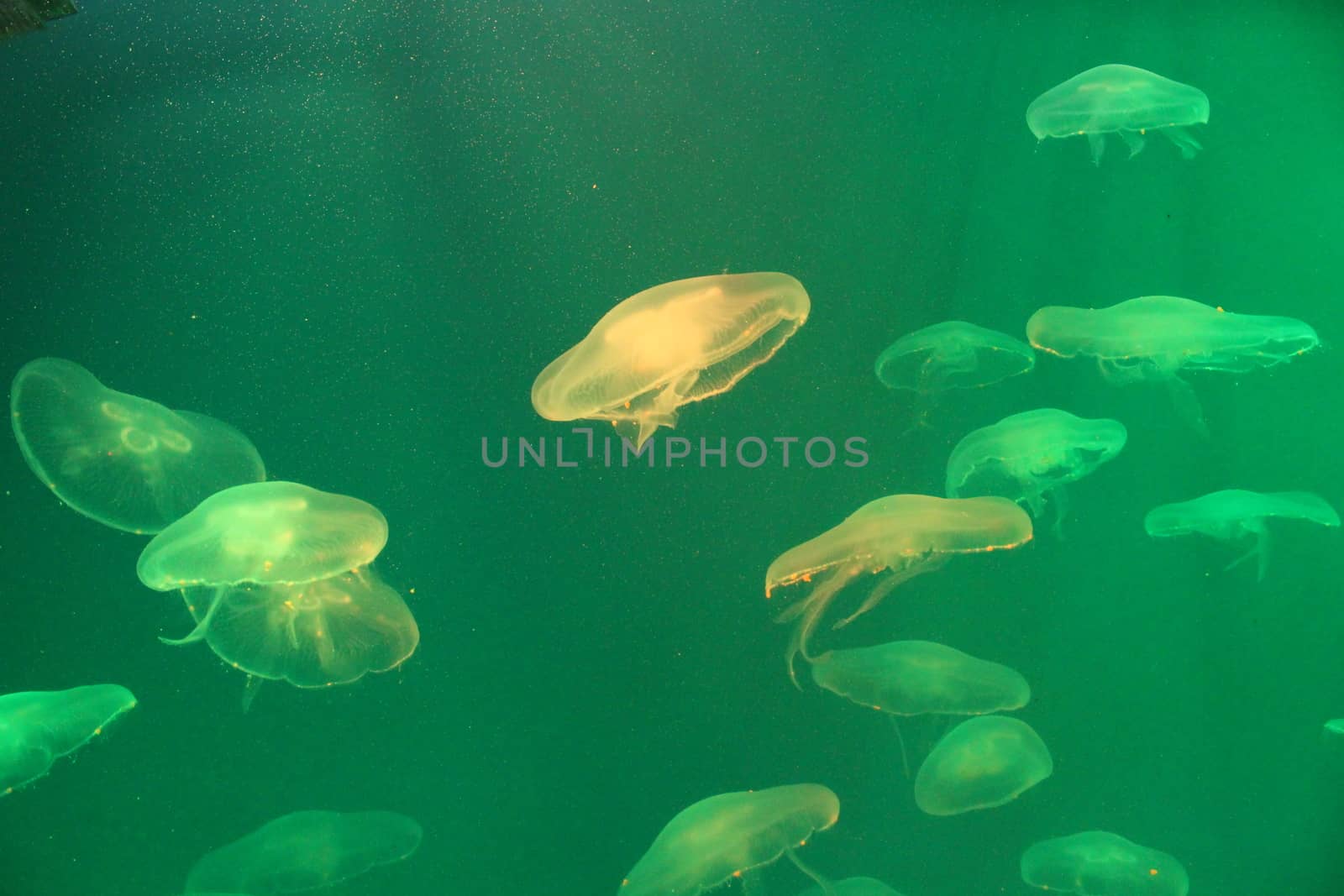 Jellyfish in the sea illuminated by beautiful lights by SmirMaxStock