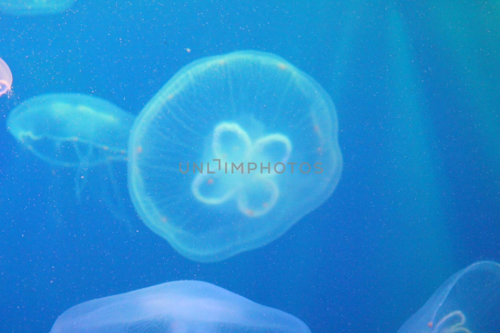 Large jellyfish in blue and clear sea water. by SmirMaxStock