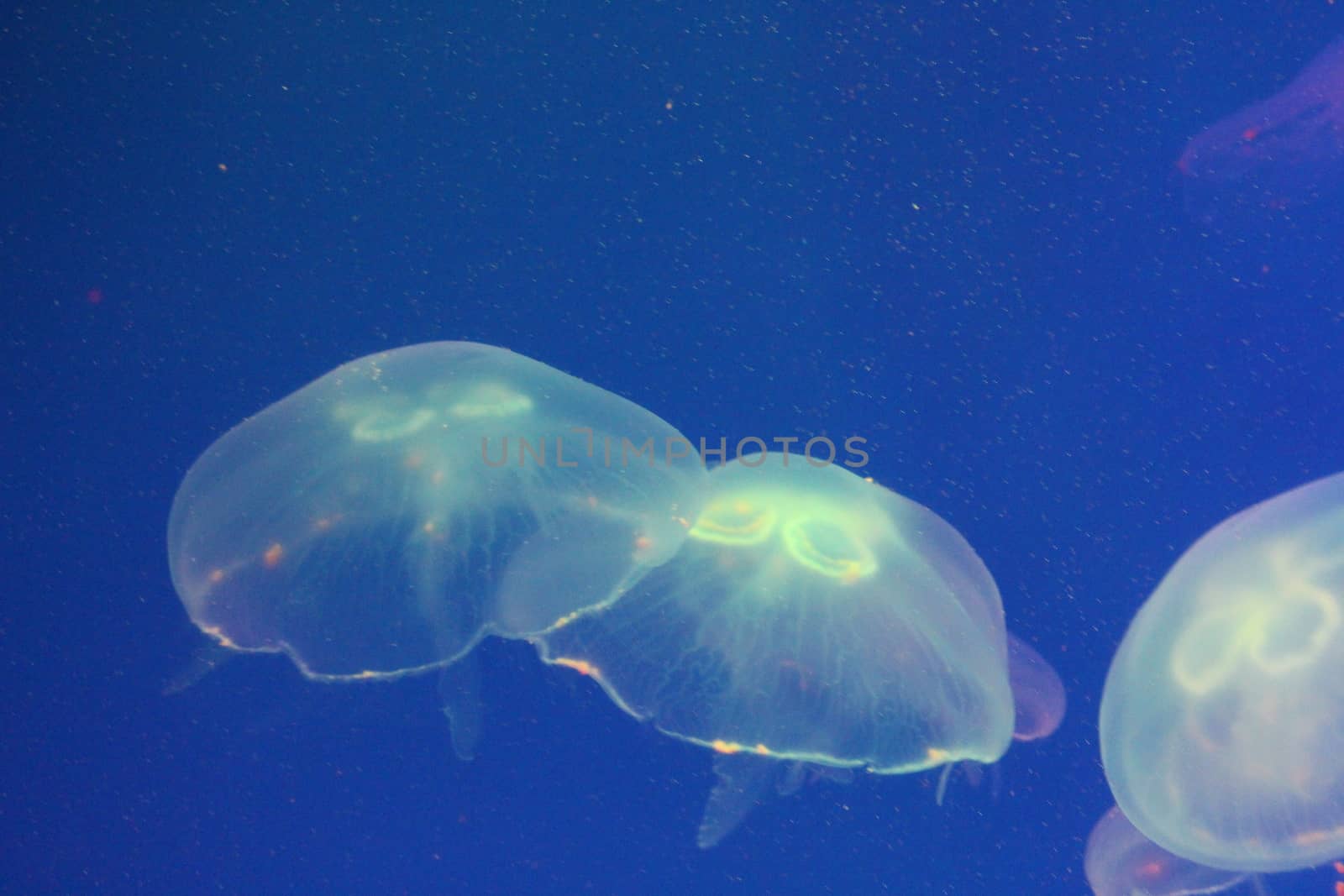 Jellyfish in the sea illuminated lights