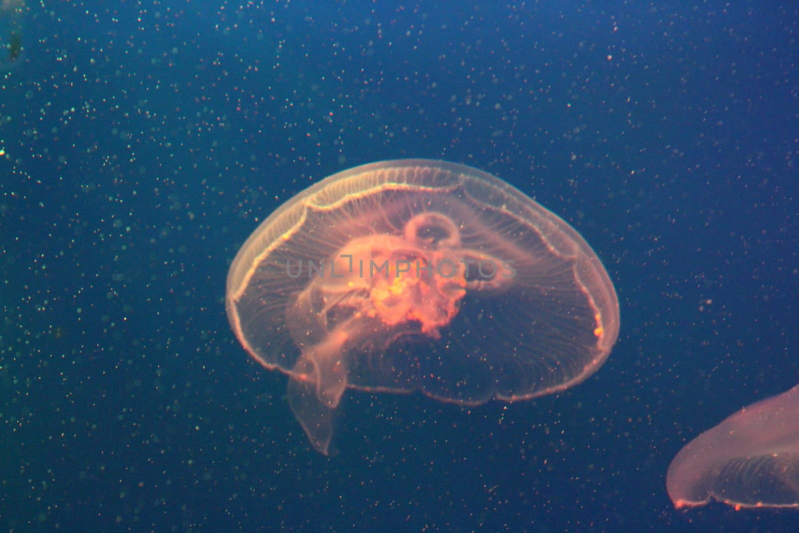 Large jellyfish in blue, clear sea water.