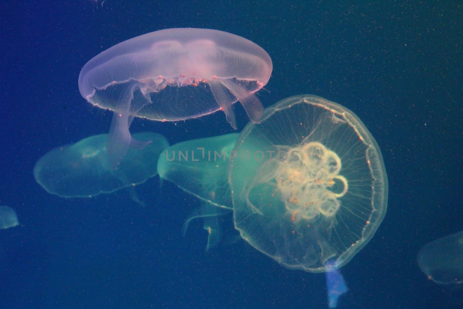Jellyfish in the sea illuminated by beautiful lights by SmirMaxStock