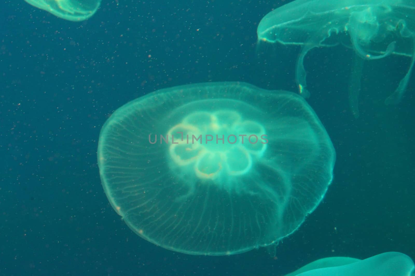 Large jellyfish in blue, clear sea water.