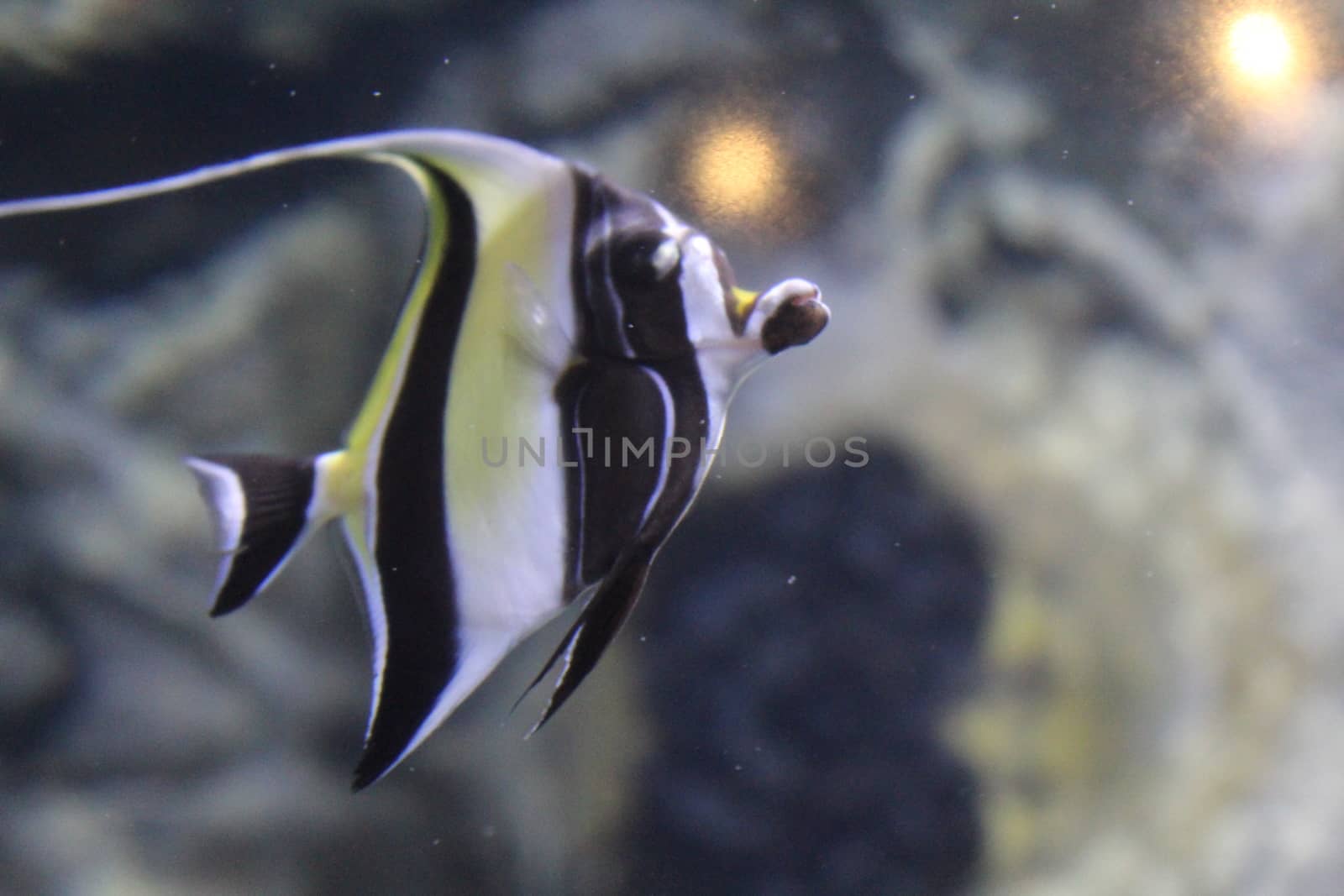 Fish striped angelfish in the water of the aquarium.