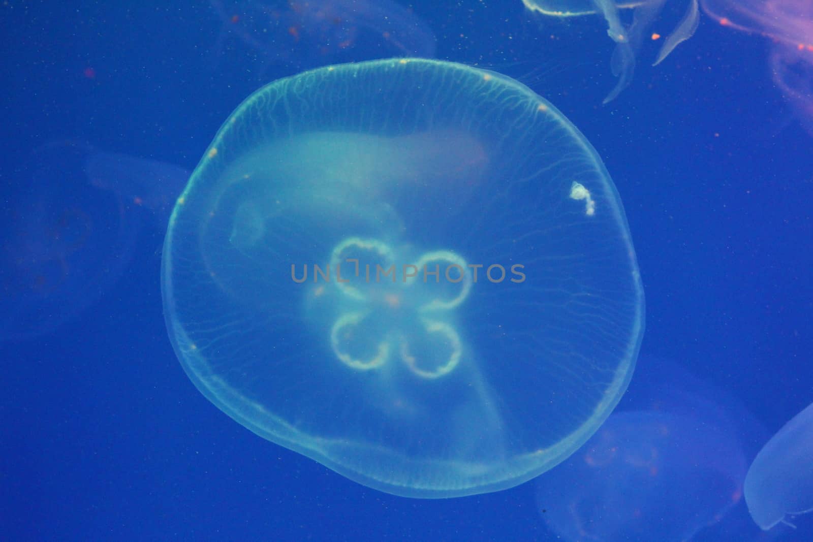 Large jellyfish in blue and clear sea water. by SmirMaxStock