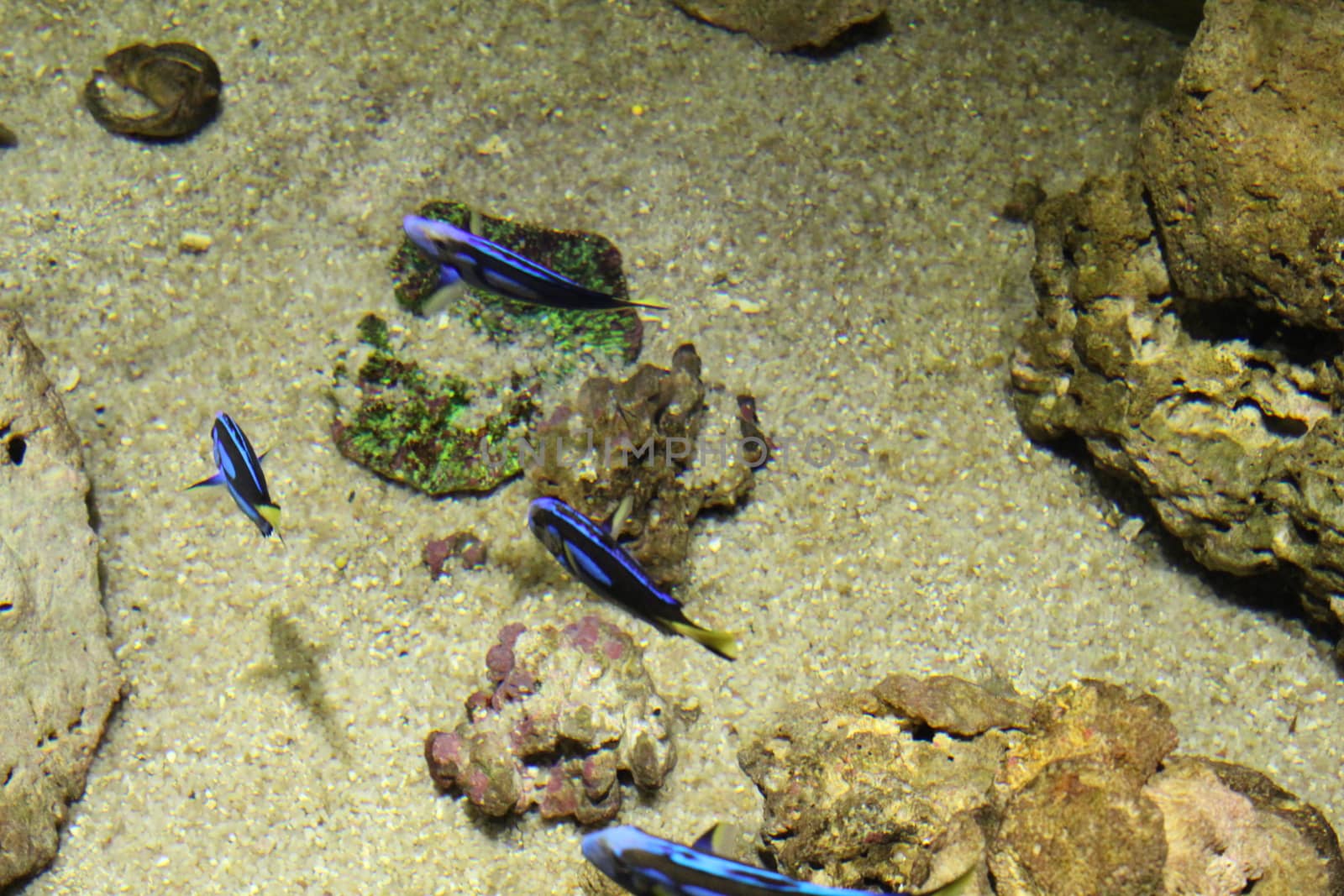 A flock of fish, different species and colors.