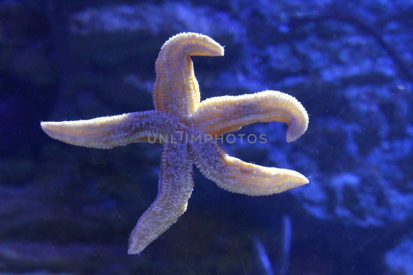 Starfish in clear water. Inhabitants of the Earth. by SmirMaxStock