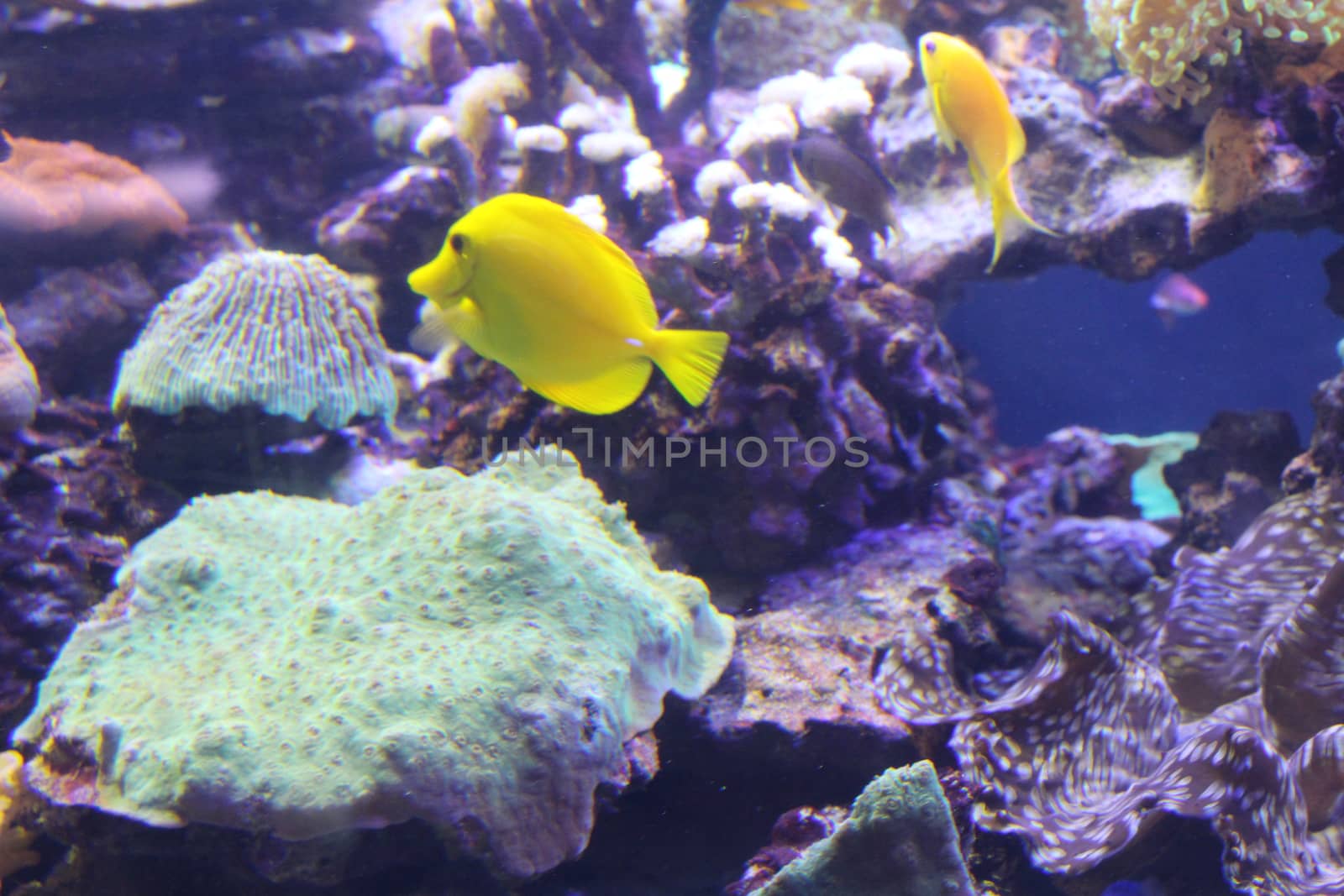 A flock of fish of different colors. by SmirMaxStock