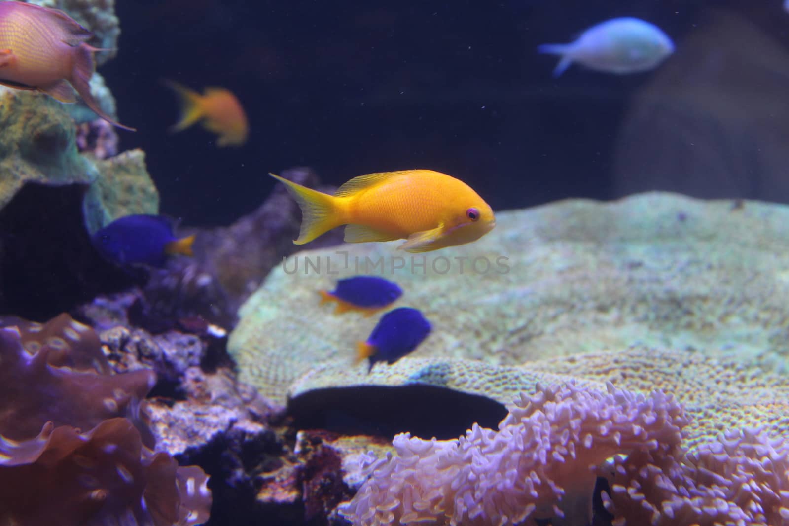 A flock of fish of different colors. by SmirMaxStock