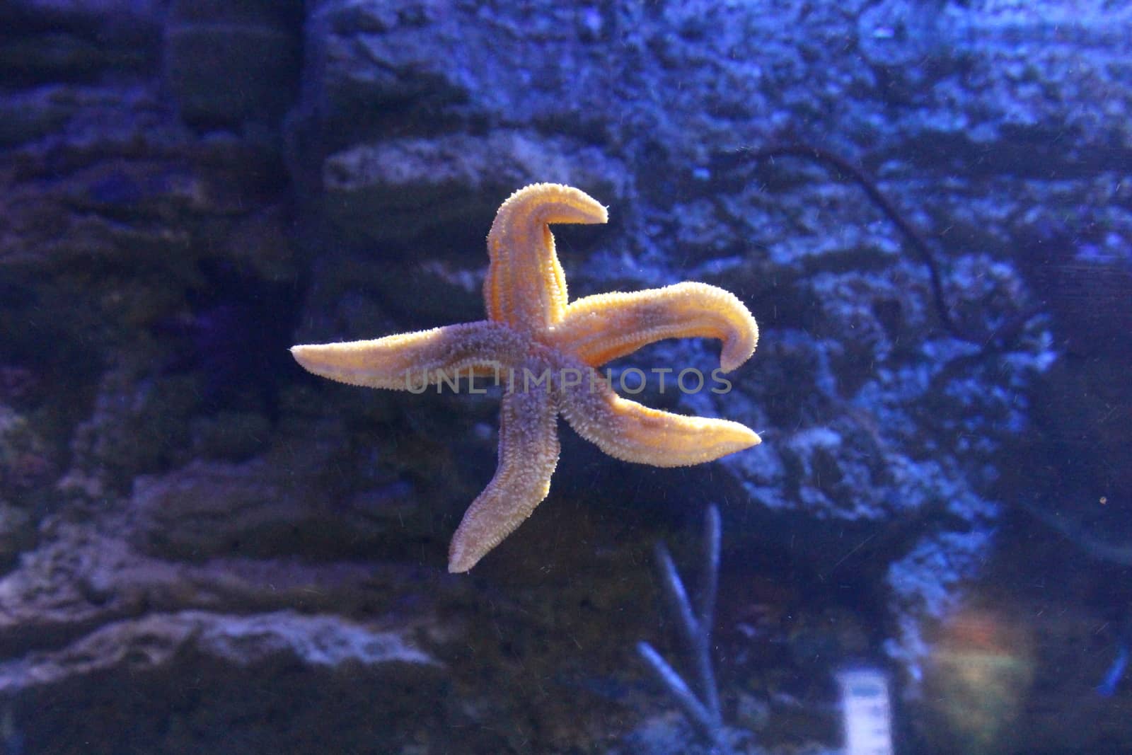 Starfish in clear water. Inhabitants of the Earth. by SmirMaxStock