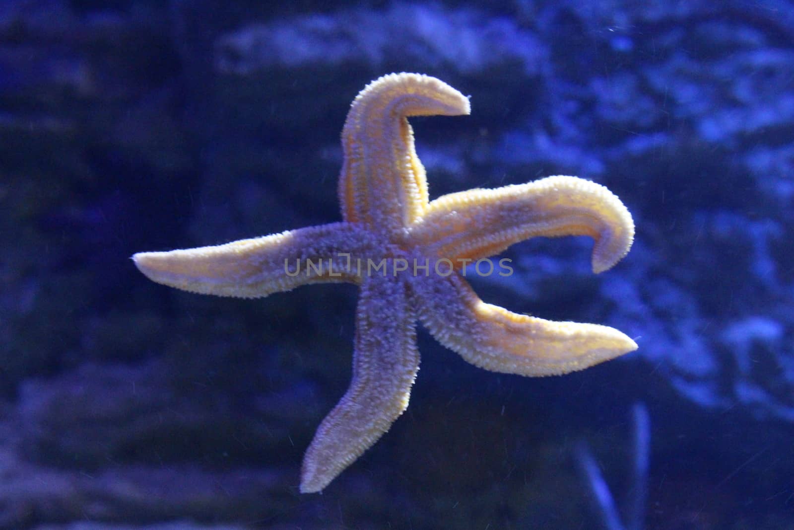 Starfish in clear water. Sea inhabitants of the Earth.