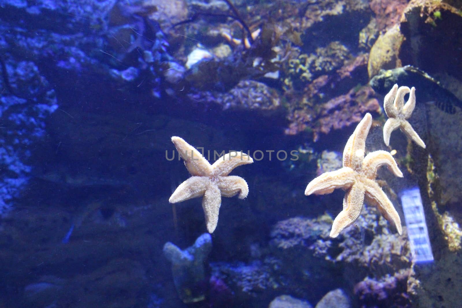Starfish in clear water. Sea inhabitants of the Earth.