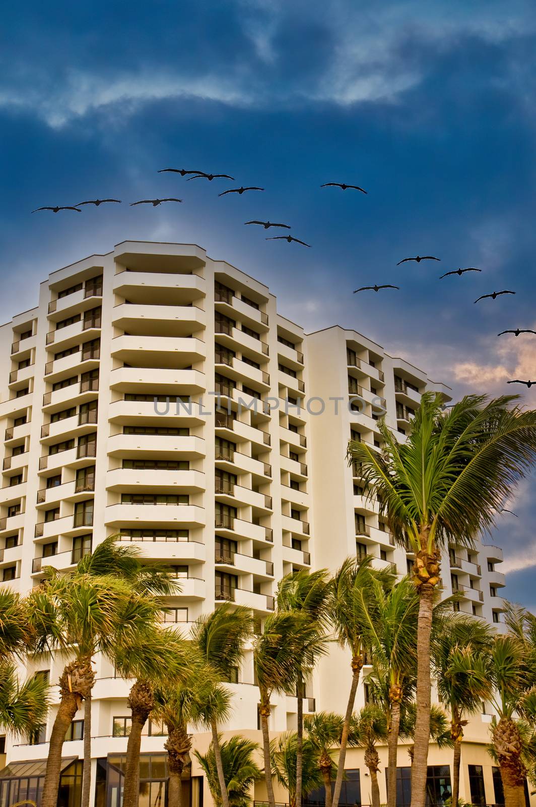 Seagulls Over Condos and Palm Trees by dbvirago