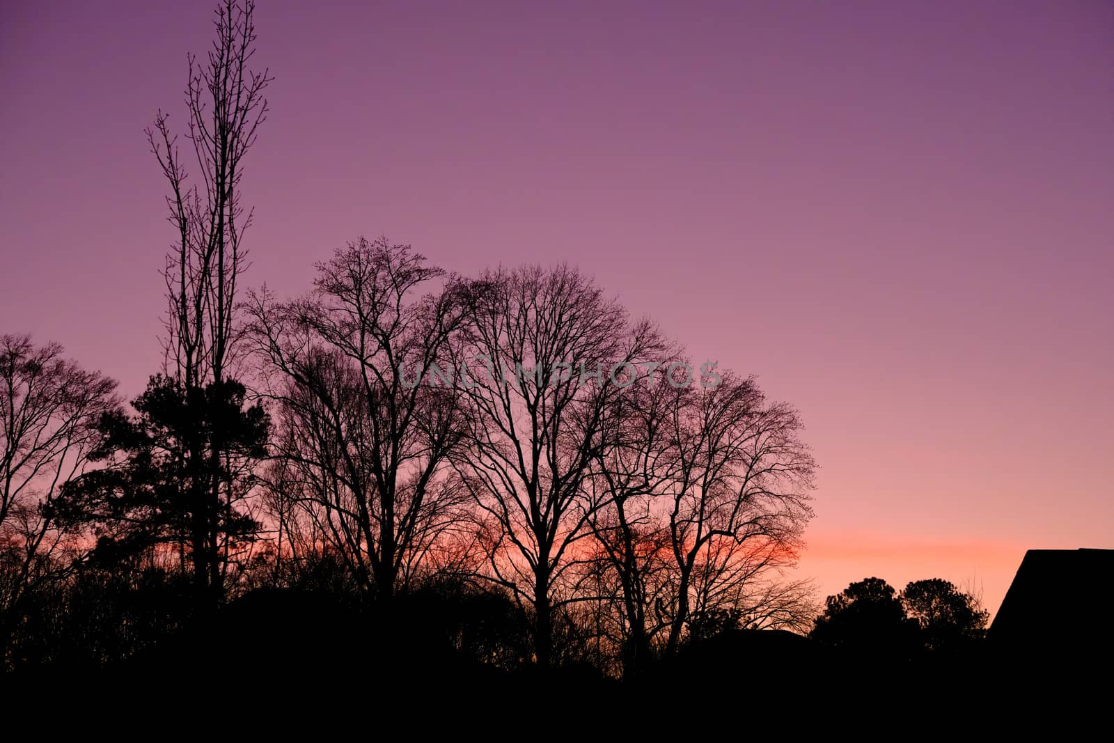 Silouette and Morning Sky in Pink and Purple