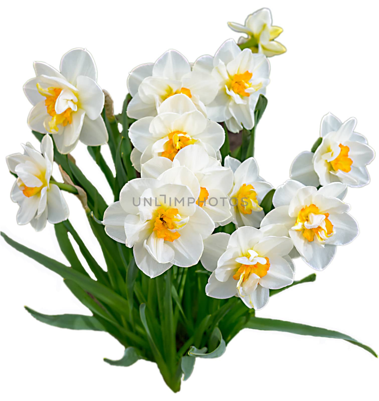 A growing bouquet of white daffodils with a yellow middle. by vladali