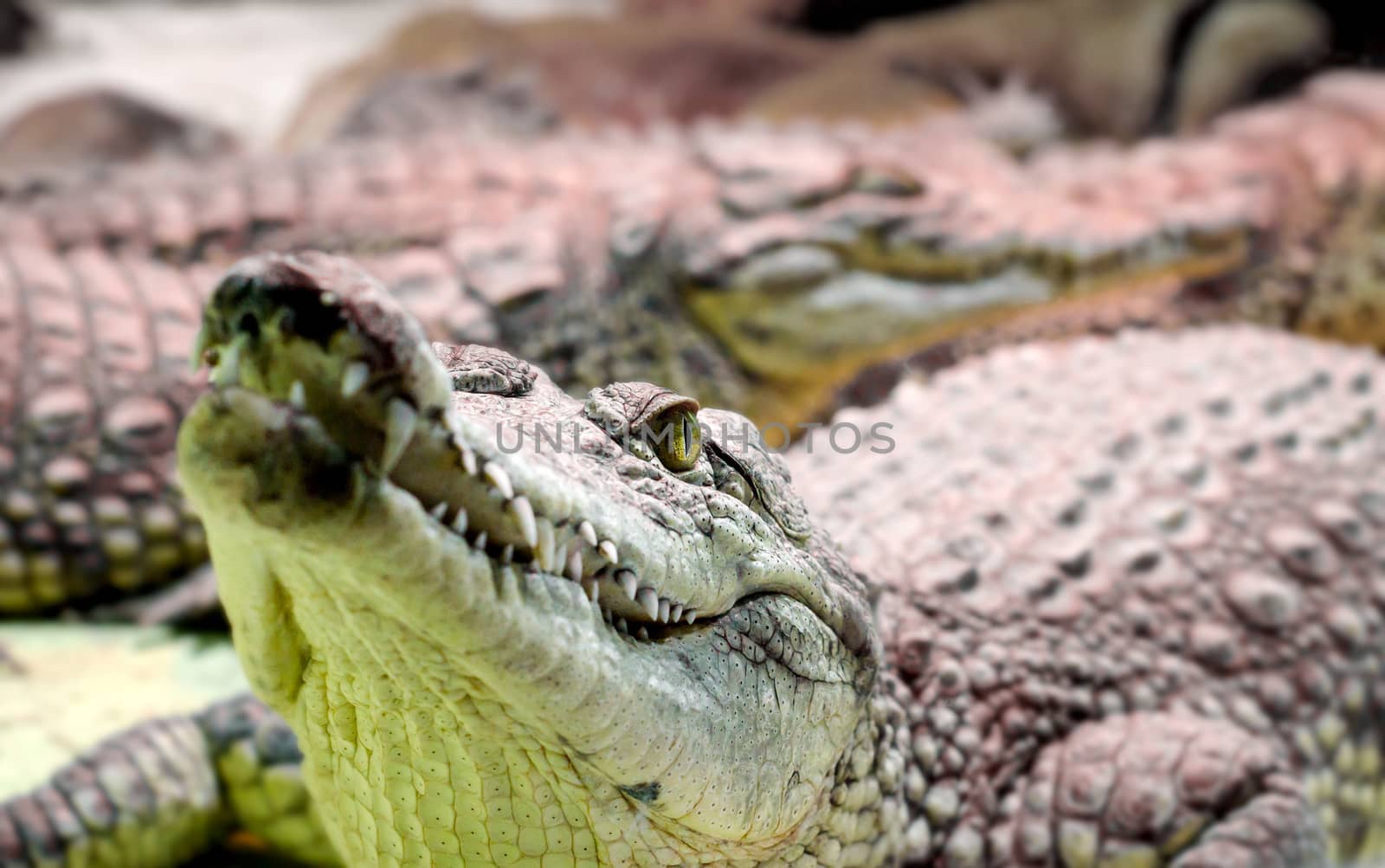 several alligator crocodiles dangerous carnivorous reptiles close up