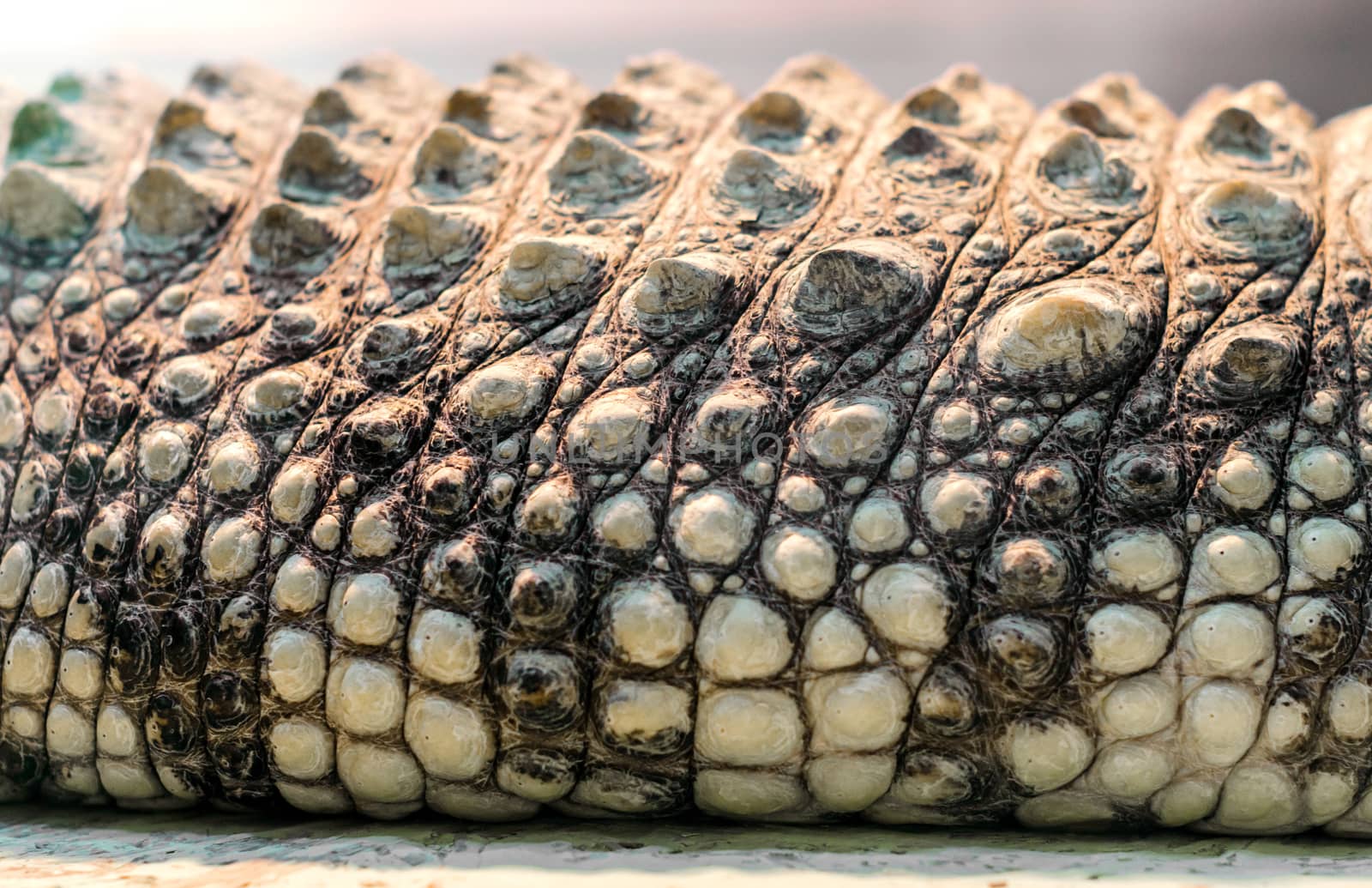 alligator crocodile skin detail pattern close up