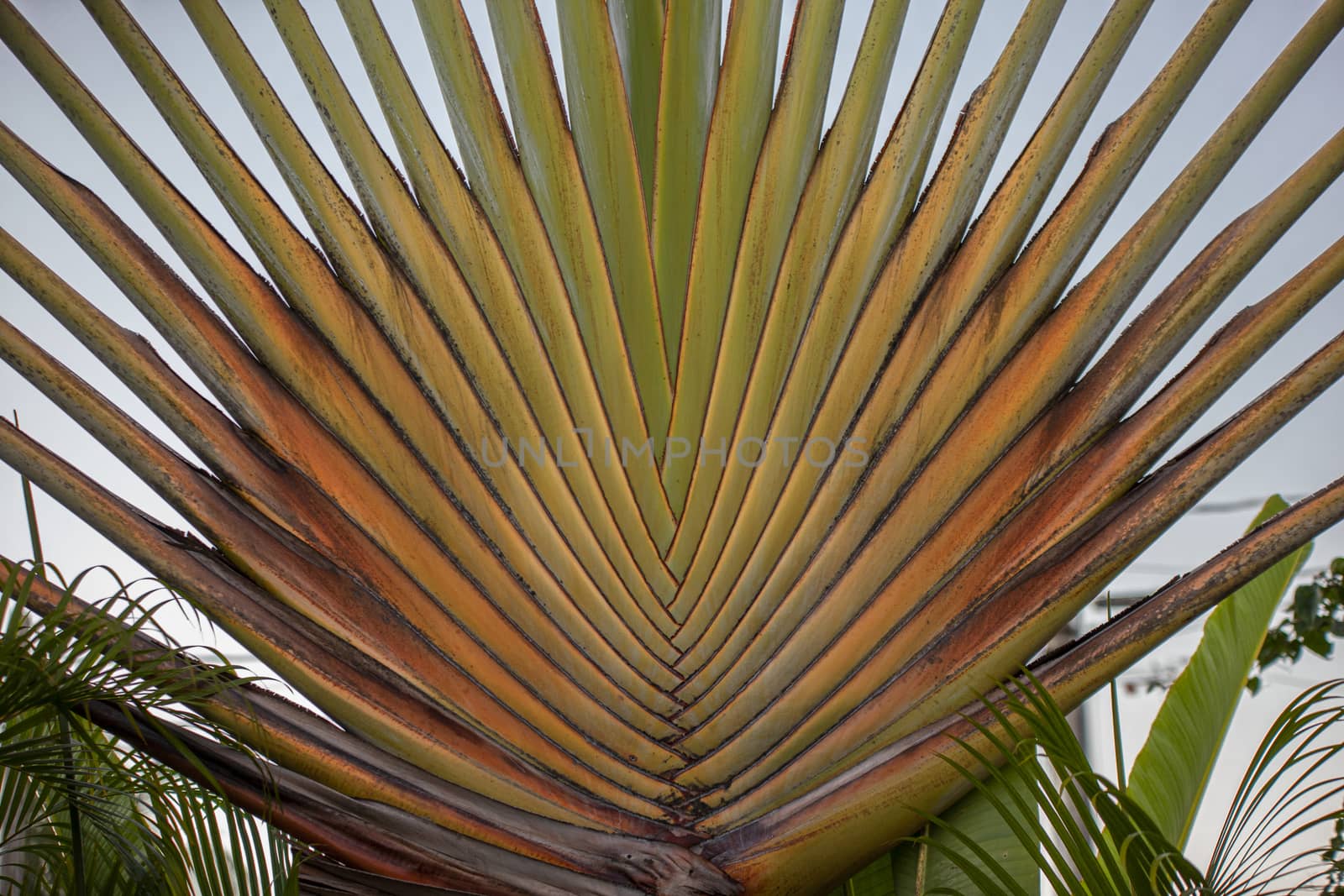 Particular palm detail in Dominican Republic at sunset