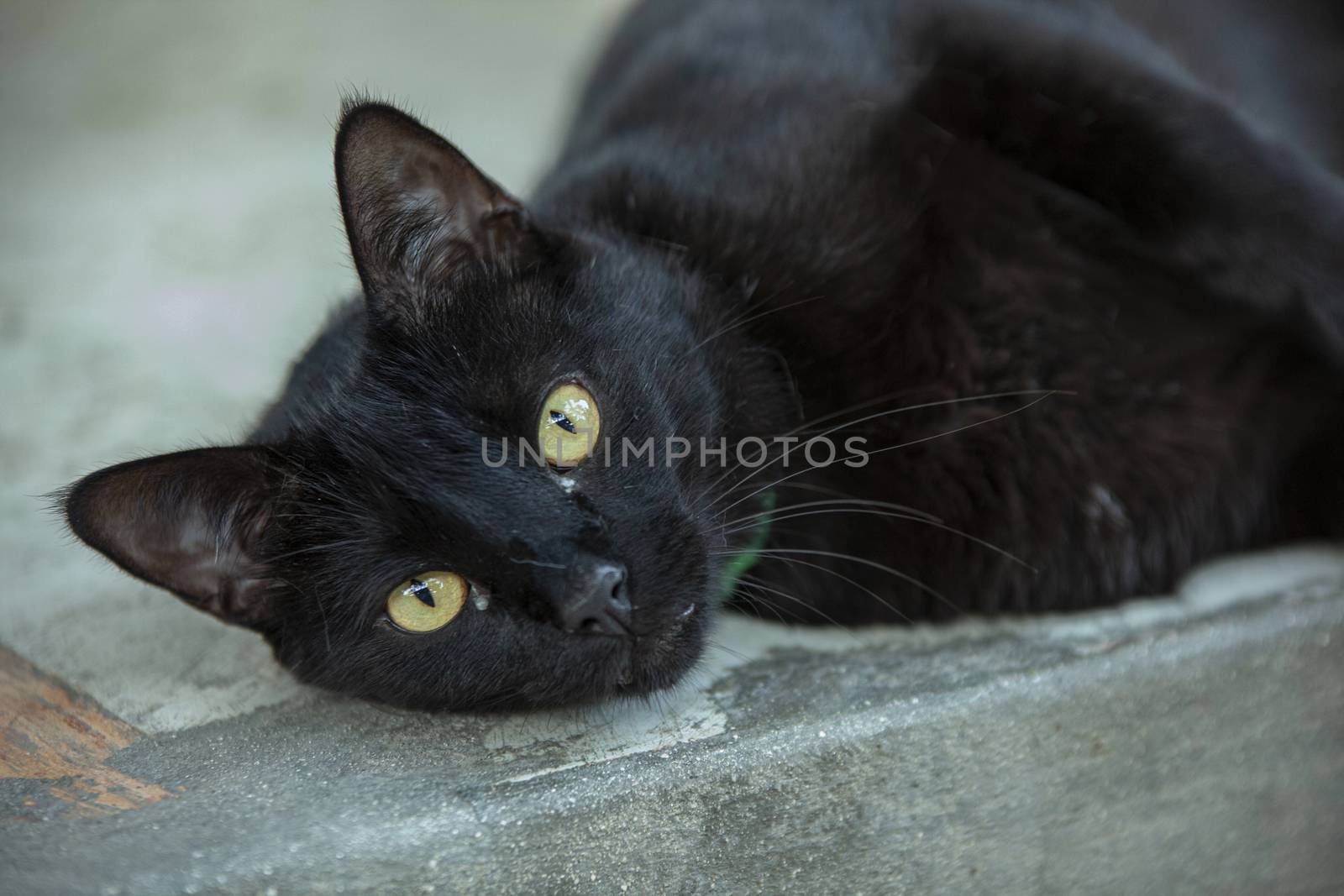 Lying cat resting 3 by pippocarlot