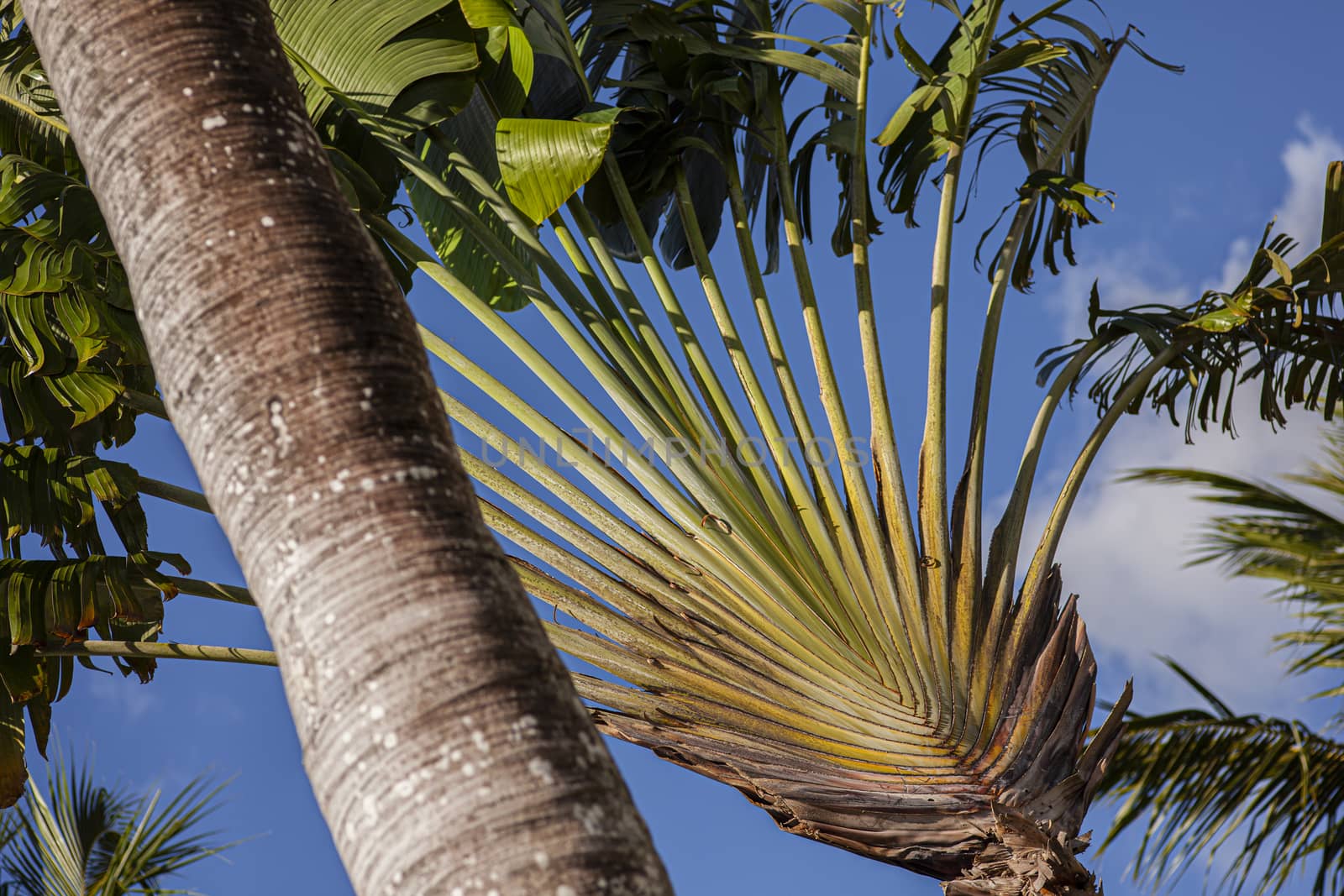 Particular palm detail in Dominican Republic at sunset