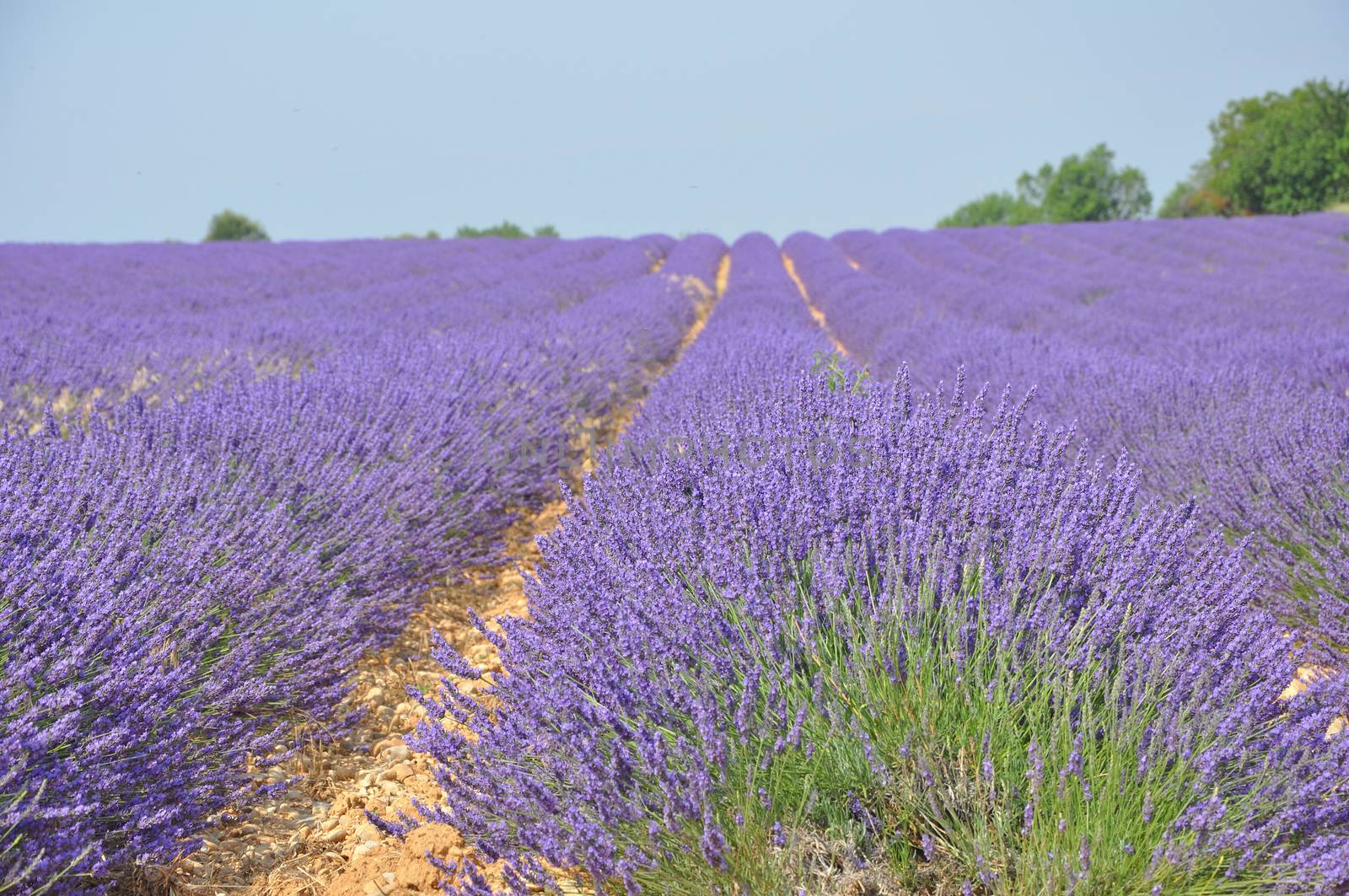 travel to Provence in the south of France. lavender culture and small village. summer scent