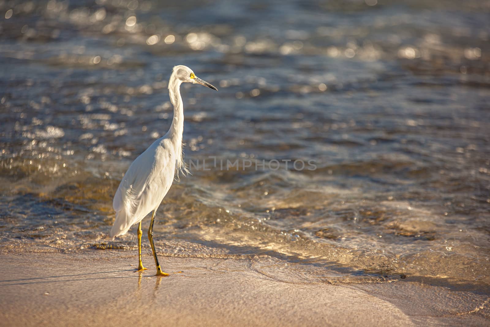 Bubulcus Ibis in Dominican Seashore by pippocarlot