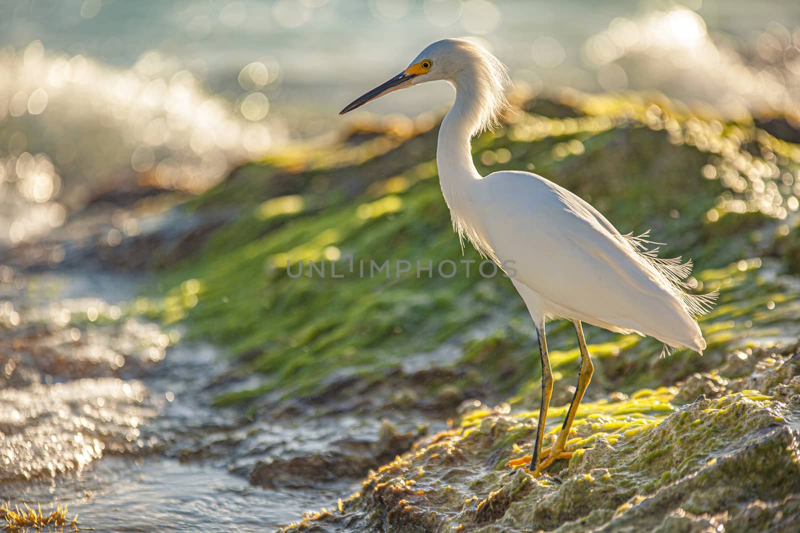 Bubulcus Ibis in Dominican Seashore 13 by pippocarlot