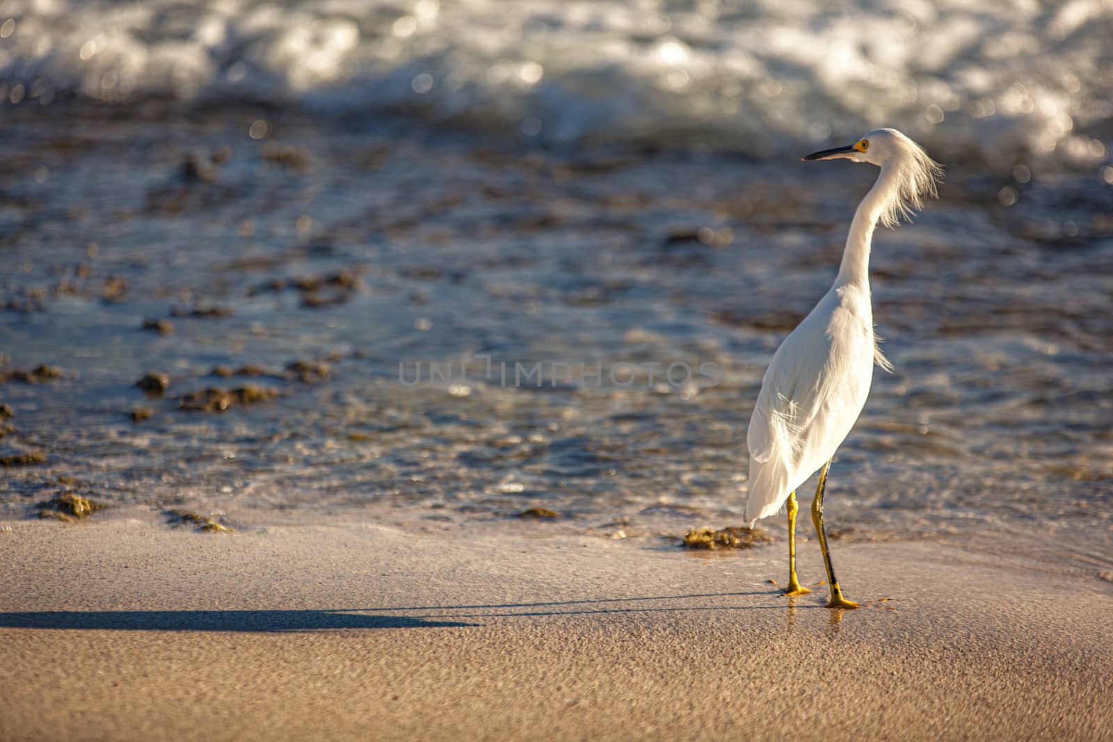 Exemplar of Bubulcus Ibis near the seashore in a beach in Dominican Republic