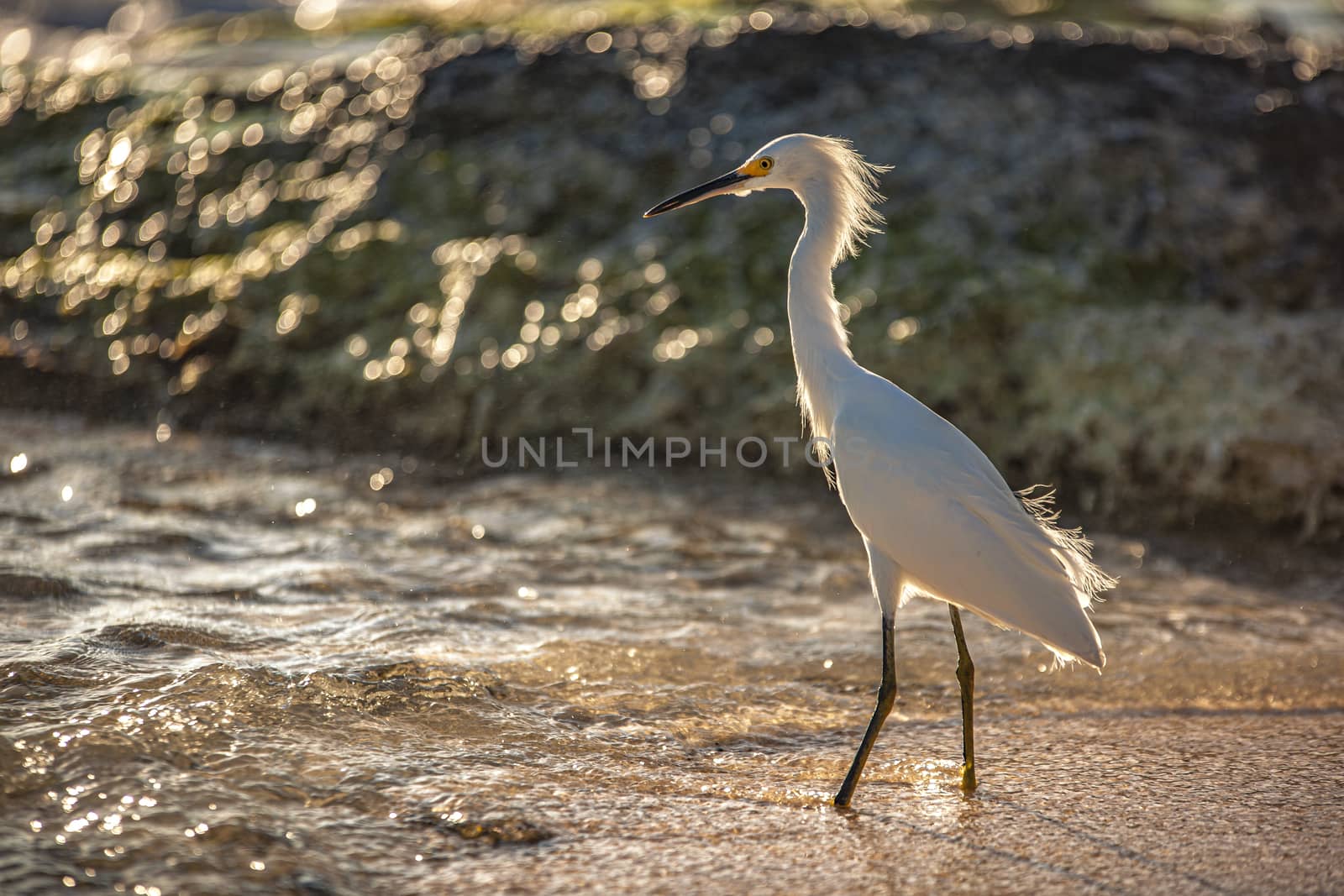 Exemplar of Bubulcus Ibis near the seashore in a beach in Dominican Republic