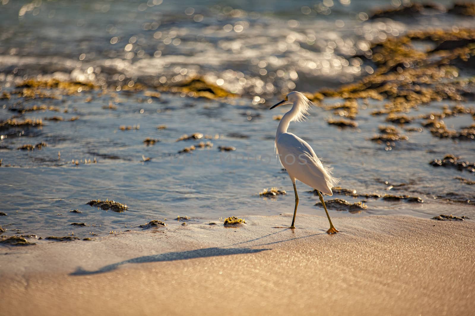 Bubulcus Ibis in Dominican Beach by pippocarlot