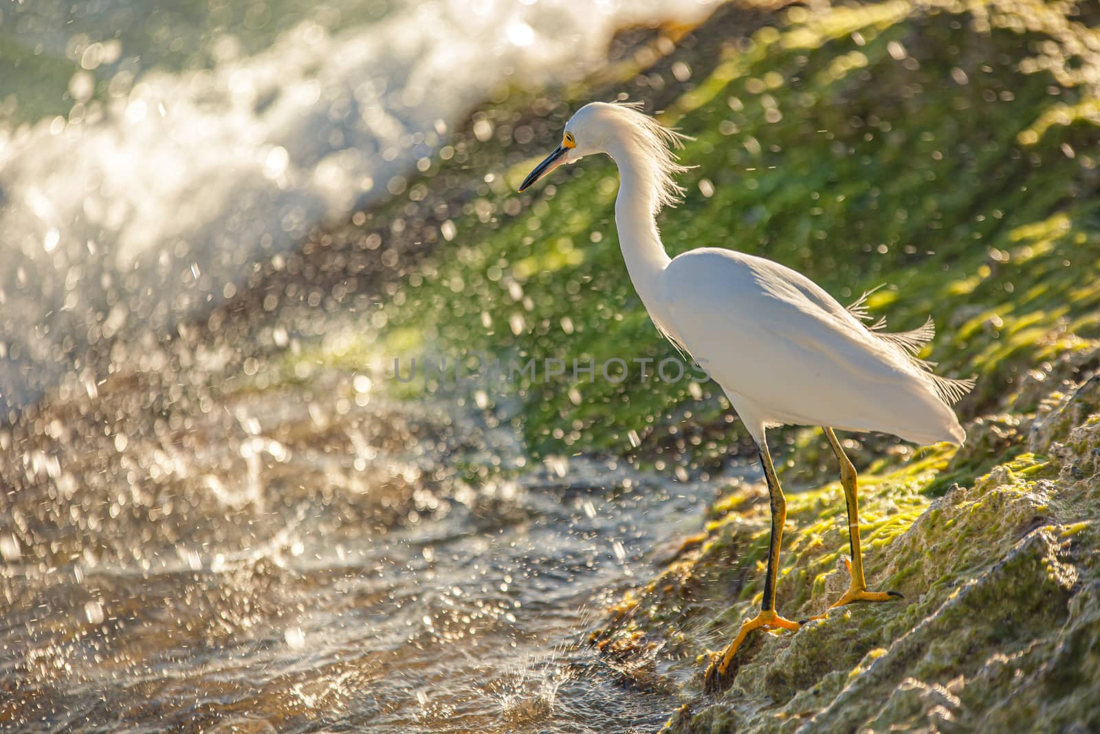 Exemplar of Bubulcus Ibis near the seashore in a beach in Dominican Republic