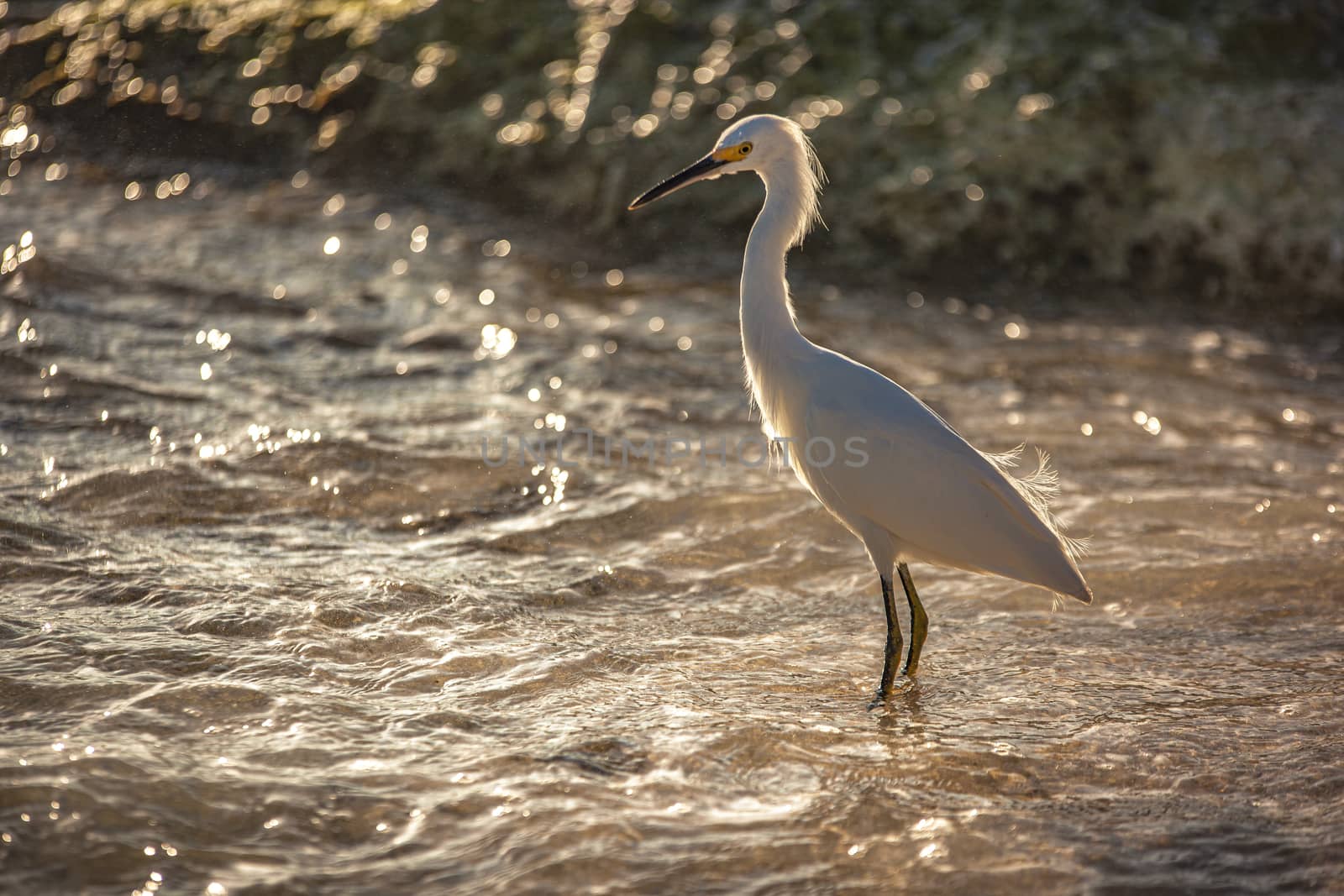 Bubulcus Ibis in Dominican Beach 8 by pippocarlot