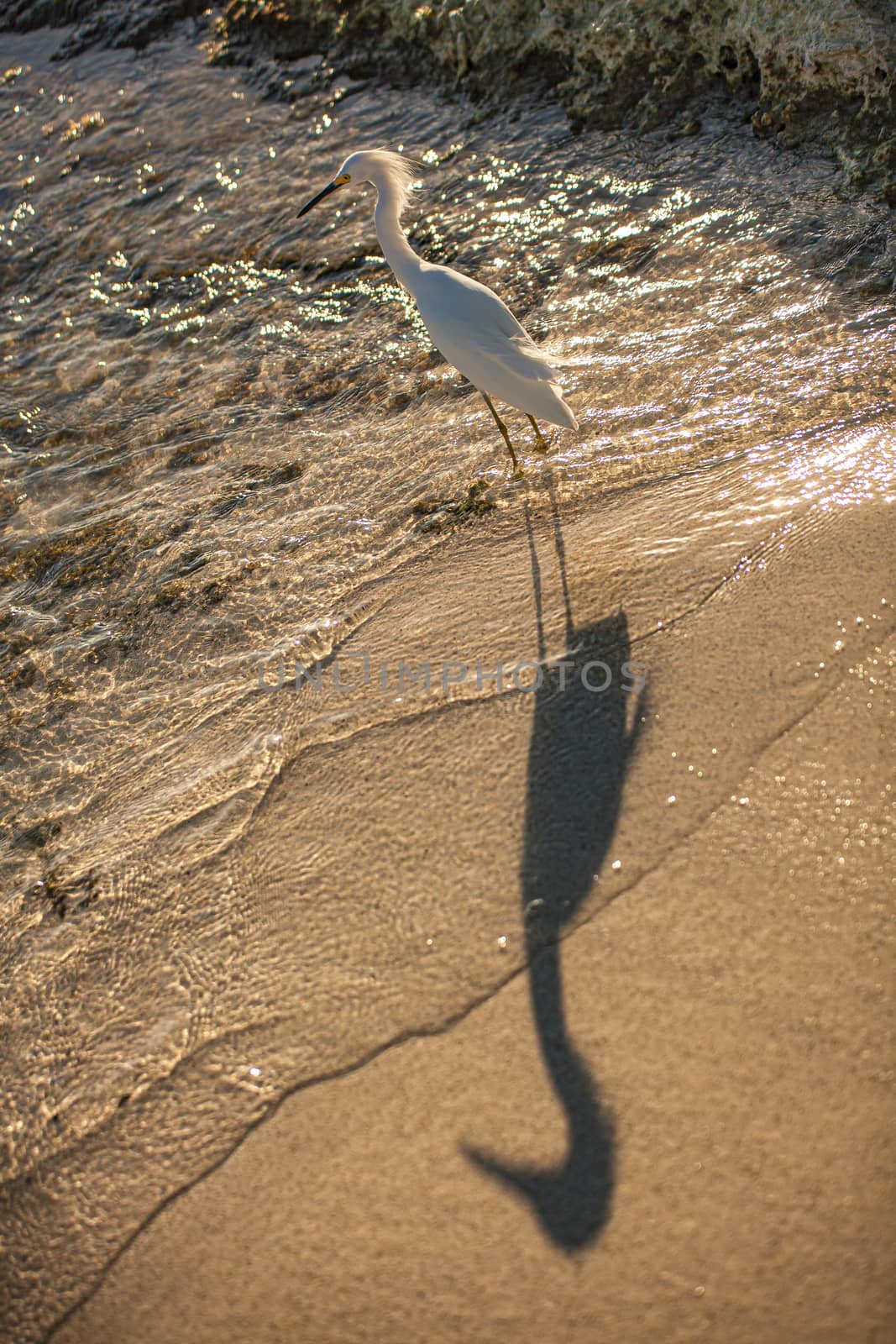 Bubulcus Ibis in Dominican Seashore 9 by pippocarlot