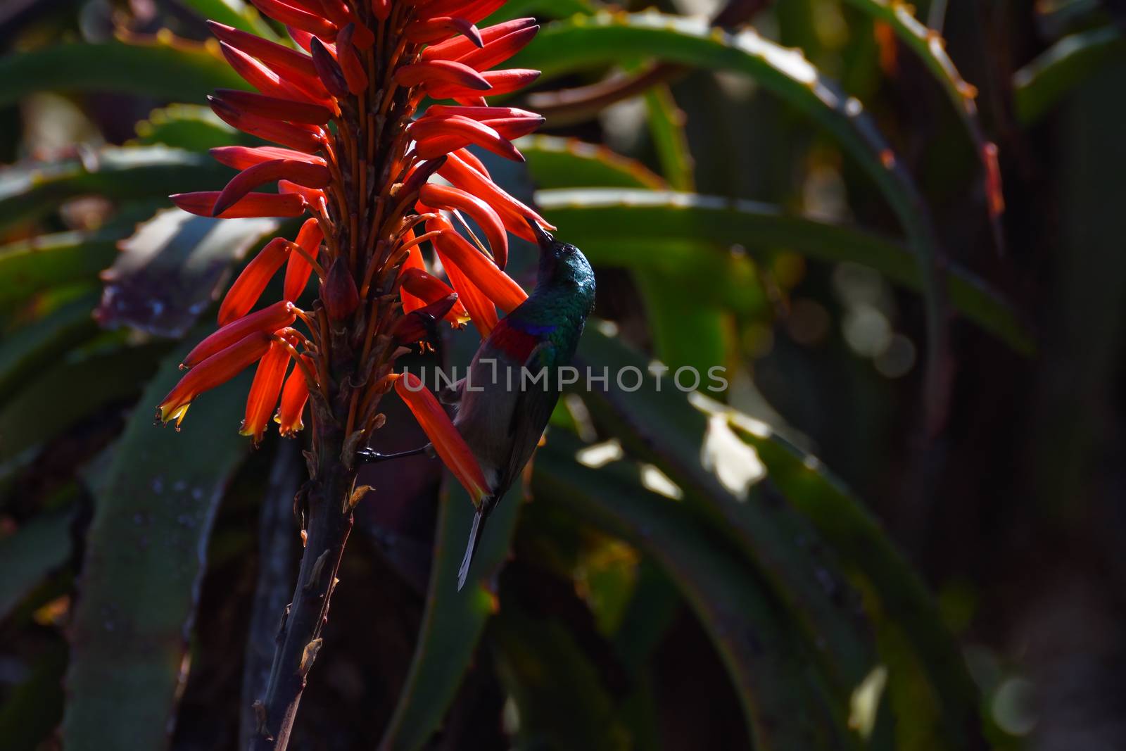 A southern double-collared sunbird (Cinnyris chalybeus) feeding on nectar from coastal aloe flowers, Cape Town, South Africa