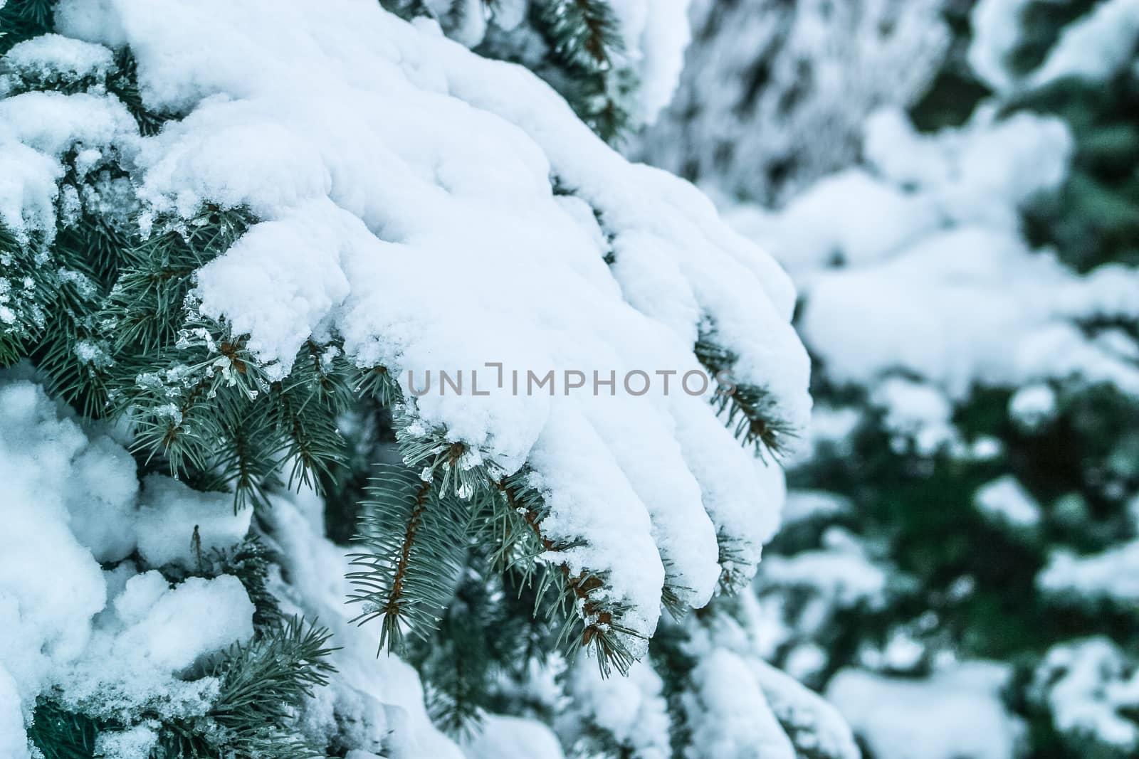 Branch of a Firtree covered with snow. Winter landscape for postcards or backdrop. The photo can be used for weather forecasting