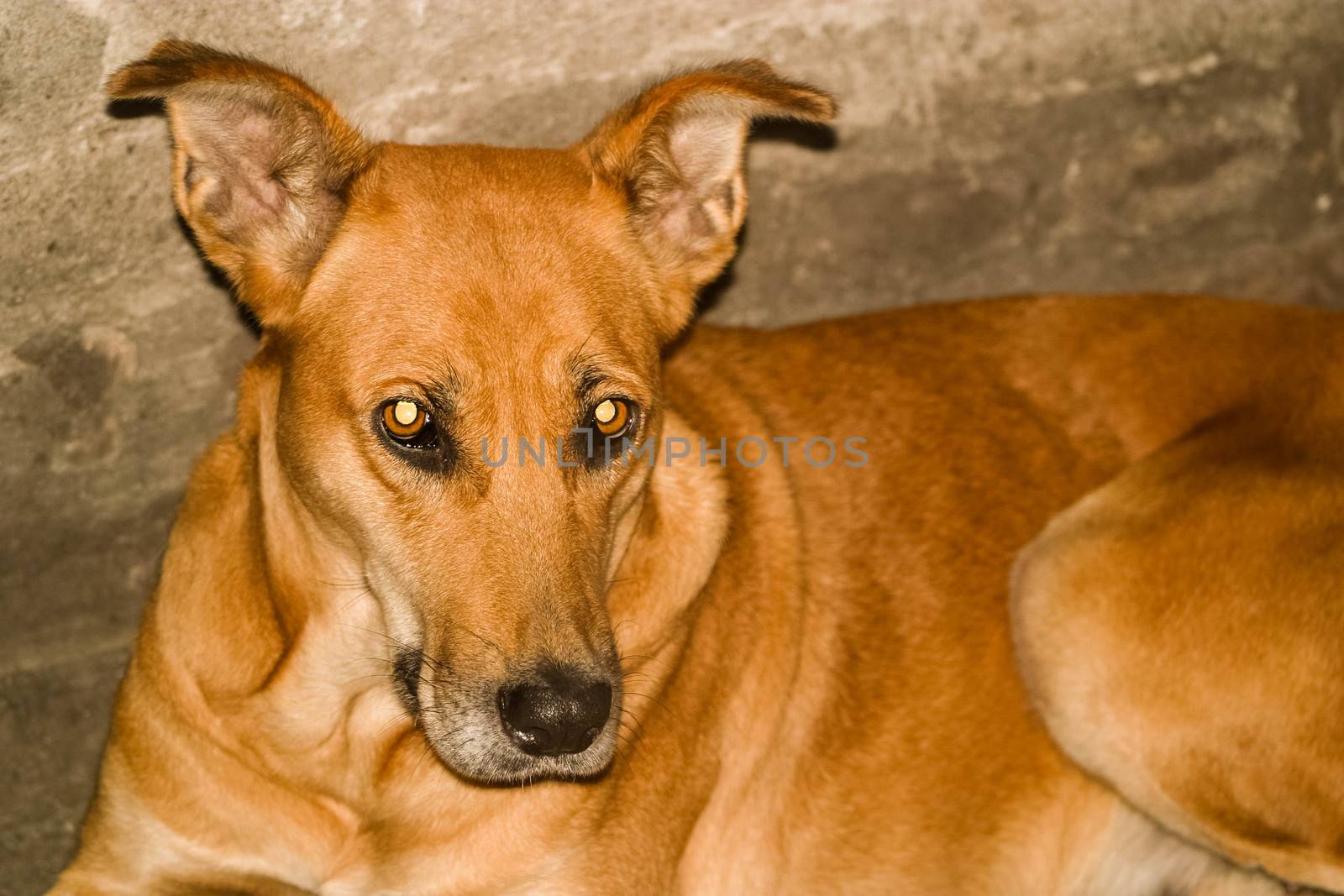 Yellow Dog lying outdoors