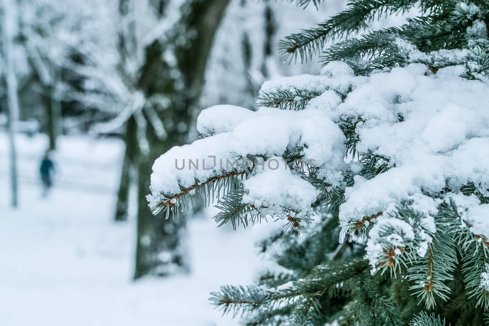 Branch of a Firtree growing in a park covered with snow. Winter landscape for postcards or backdrop. The photo can be used for weather forecasting