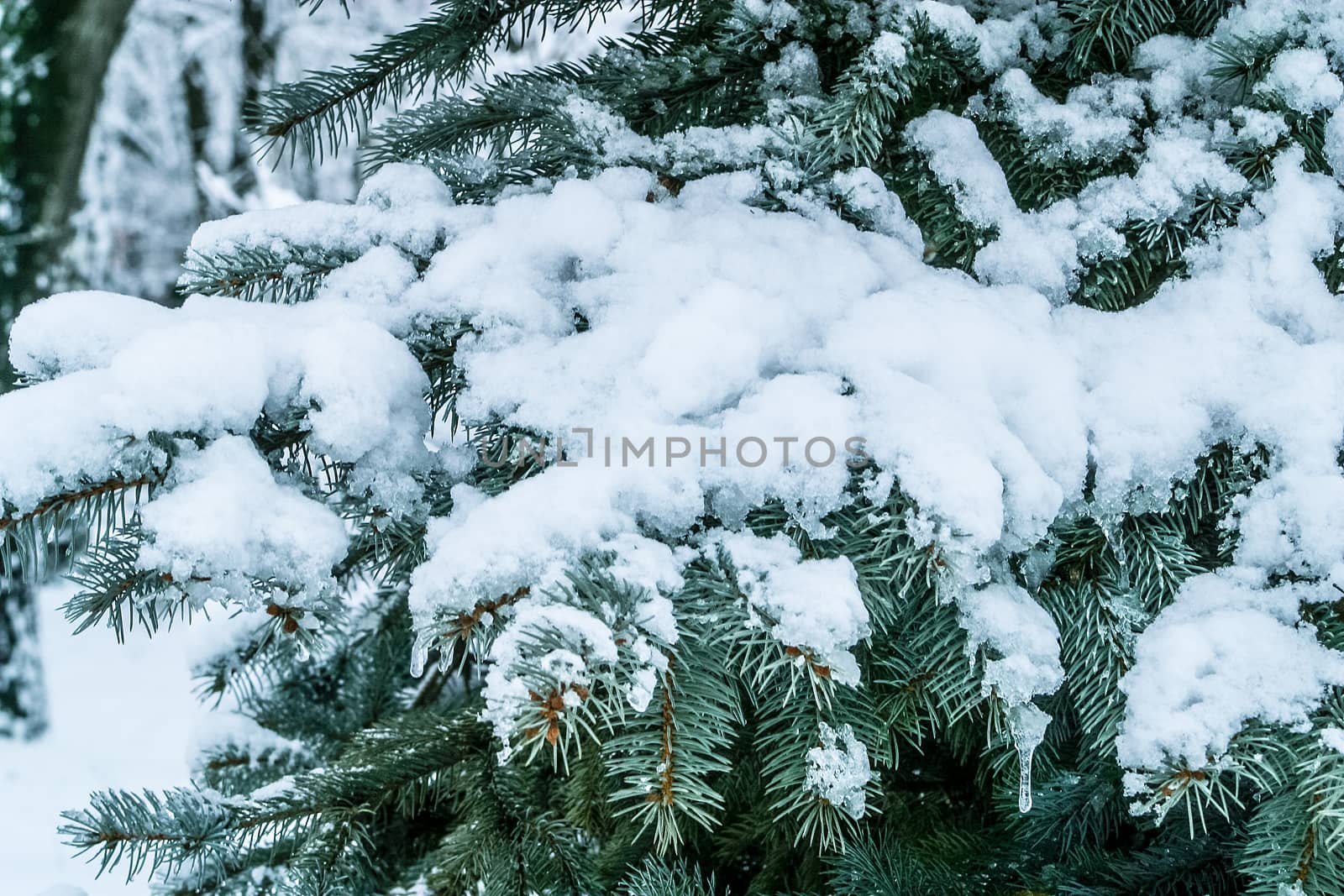 Branch of a Firtree covered with snow. Winter landscape for postcards or backdrop. The photo can be used for weather forecasting