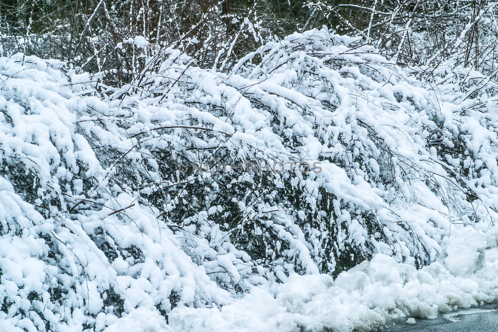 Bush covered with snow. The photo can be used for weather forecasting