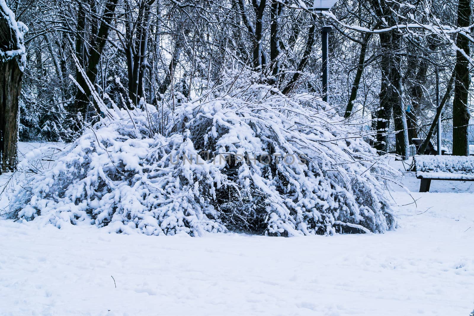 Bush covered with snow. Winter landscape for postcards or backdrop. The photo can be used for weather forecasting