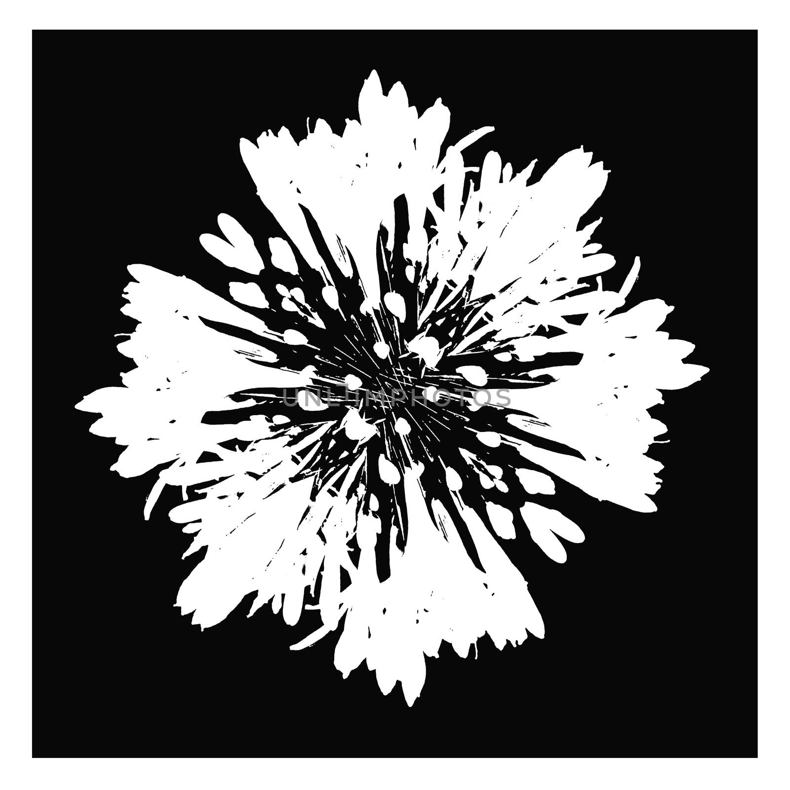 Top view shot stylized graphic silhouette white flower isolated on black background