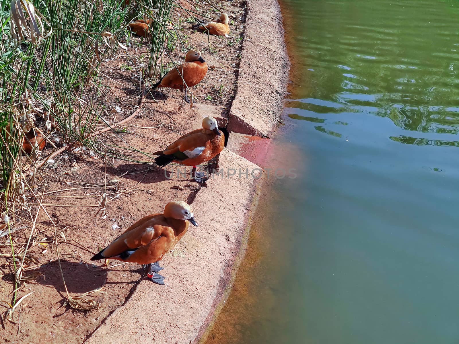 a group of birds standing beside the pond