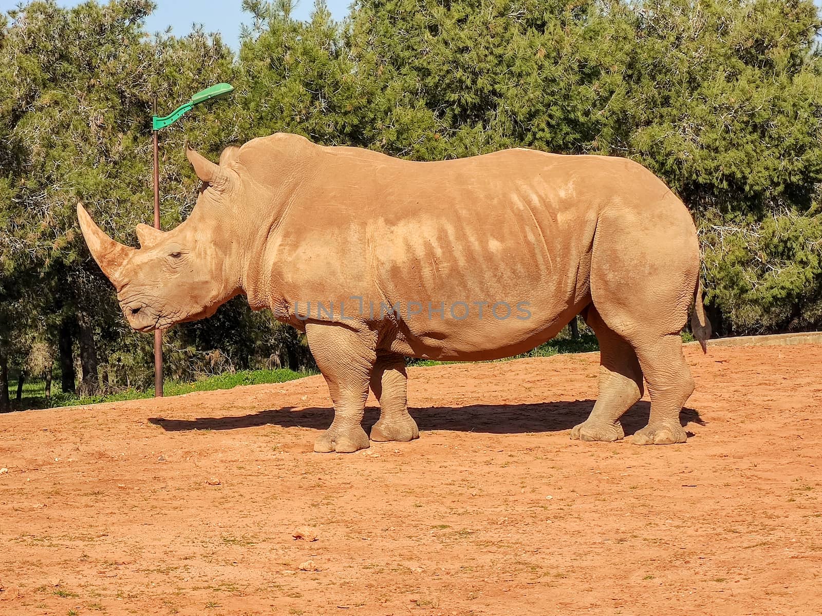 A huge rhino standing in the aoo