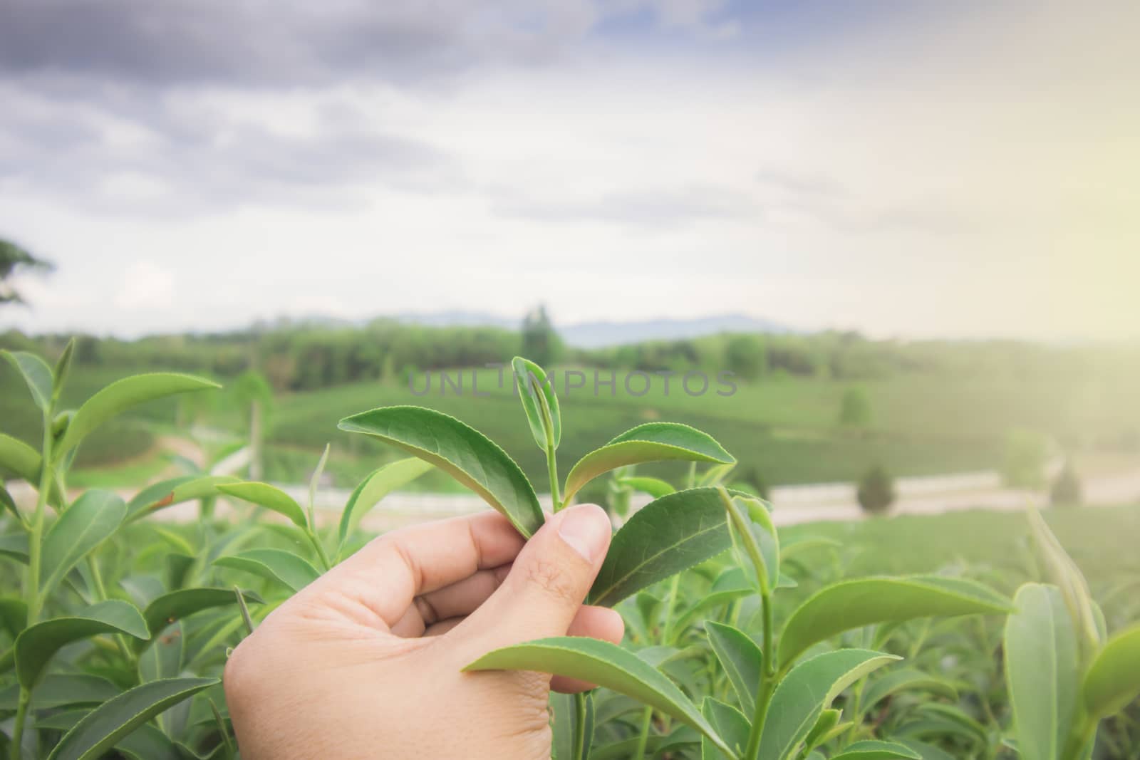 Asian man harvests fresh tea leaves on the farm, shaking hands with a man at a tea plantation in Thailand.