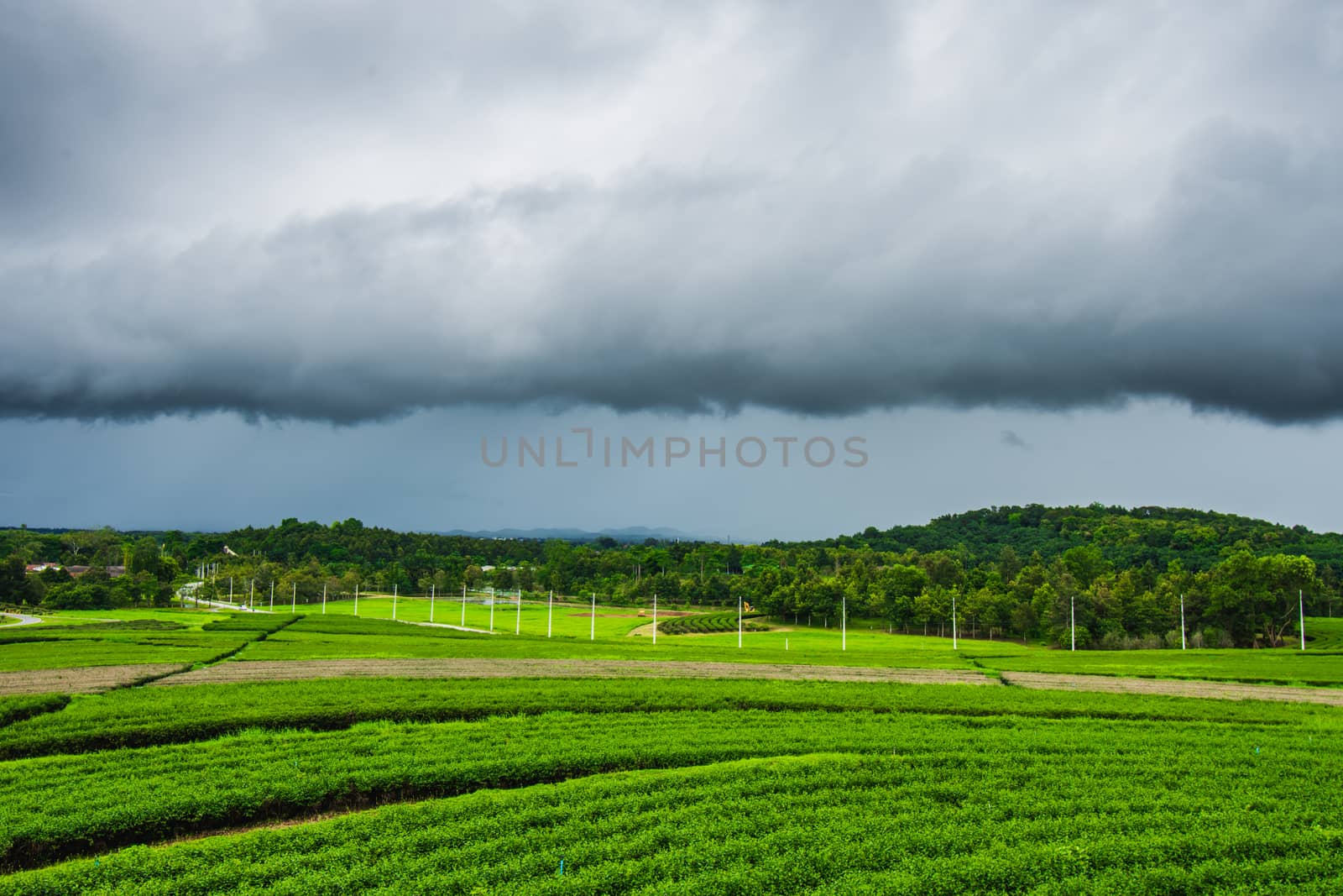 Tea plantation at Singha Park, Chiang Rai, Thailand by anuraksir