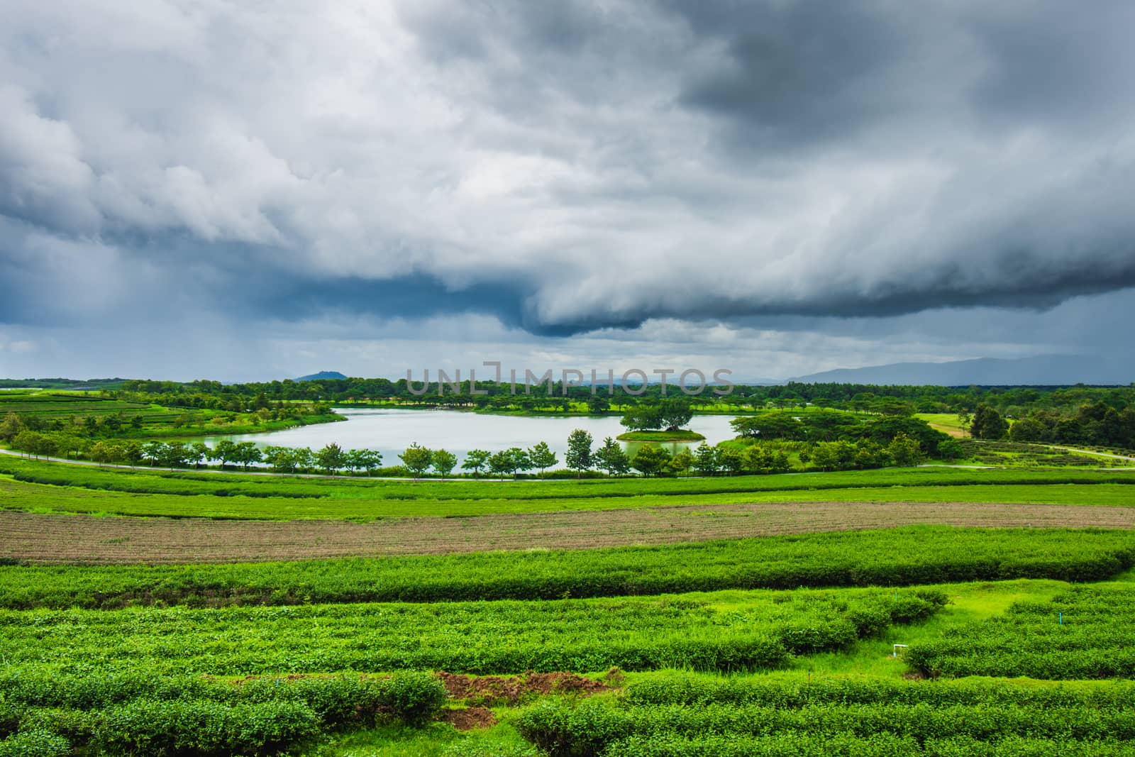 Tea plantation at Singha Park, Chiang Rai, Thailand