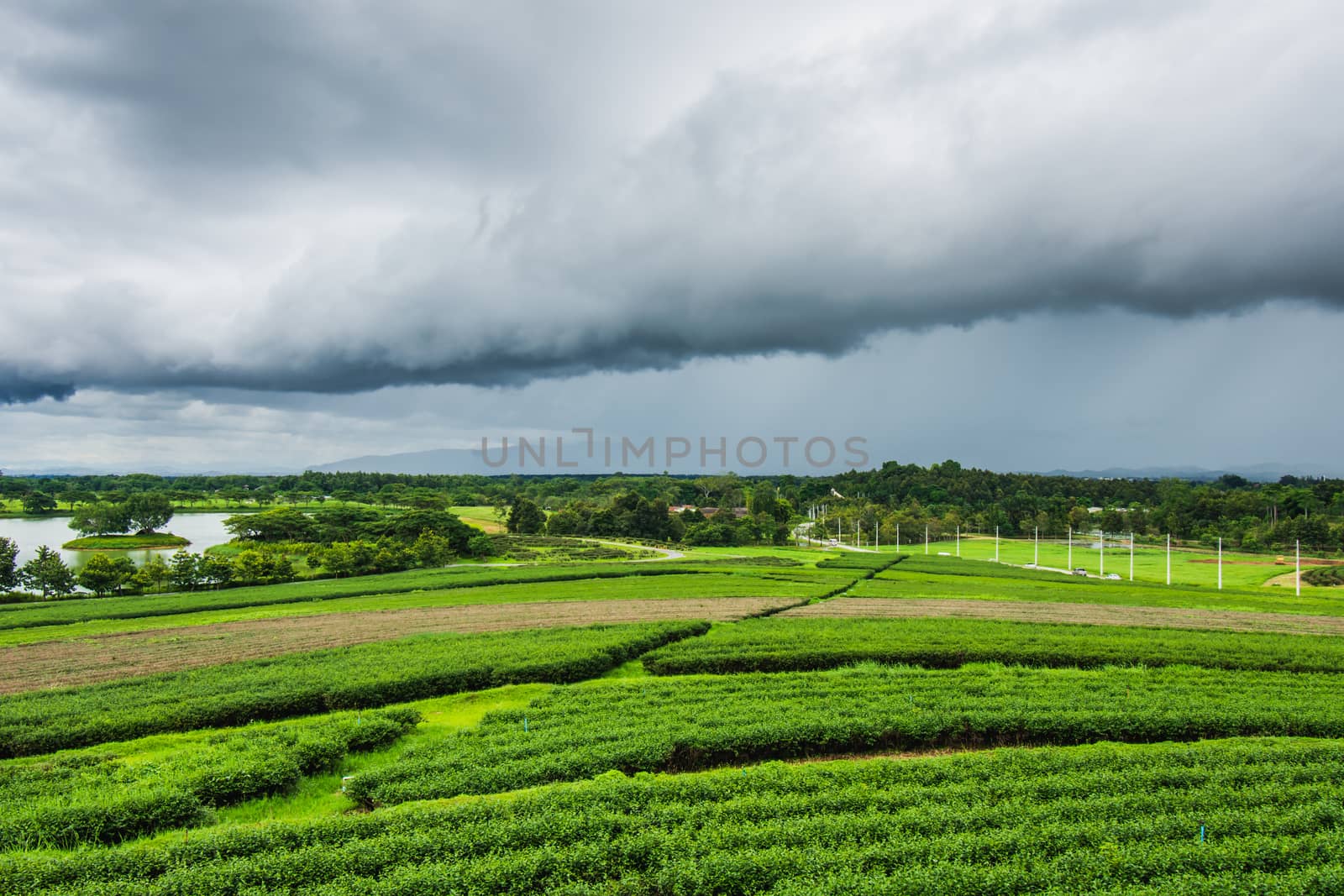 Tea plantation at Singha Park, Chiang Rai, Thailand by anuraksir